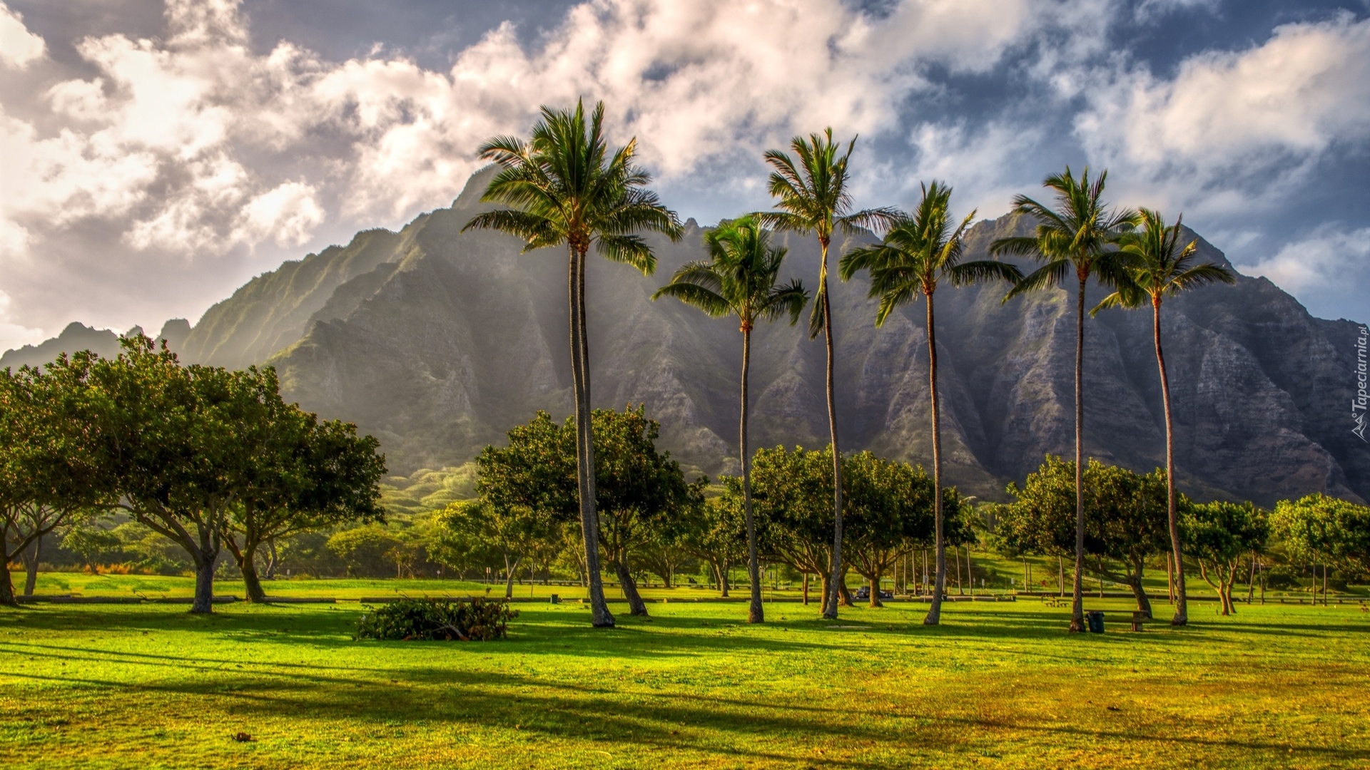 Stany Zjednoczone, Hawaje, Wyspa Kauai, Góra, Chmury, Drzewa, Palmy, Trawnik