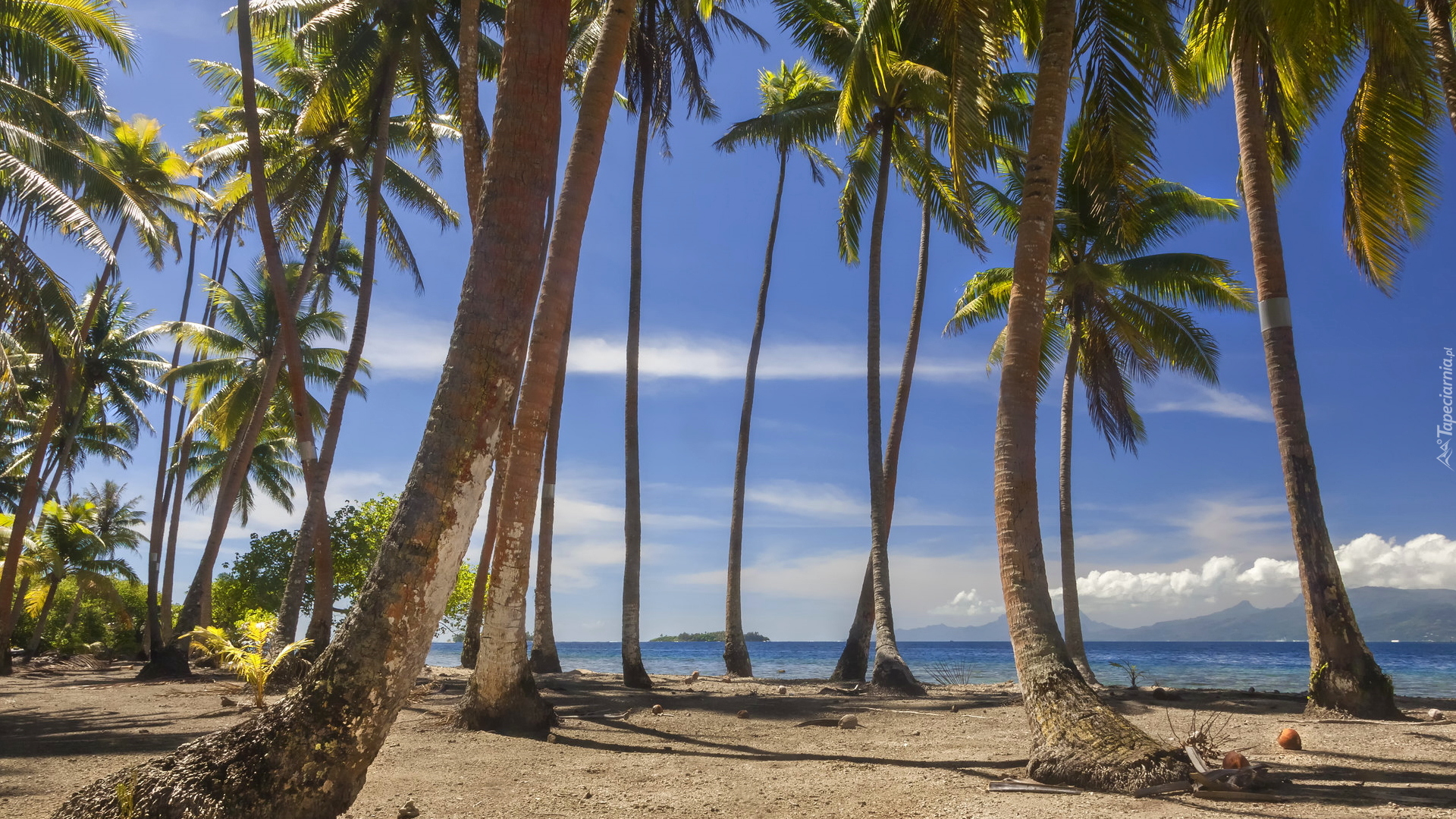 Drzewa, Palmy kokosowe, Morze, Wyspa Tahaa, Polinezja Francuska