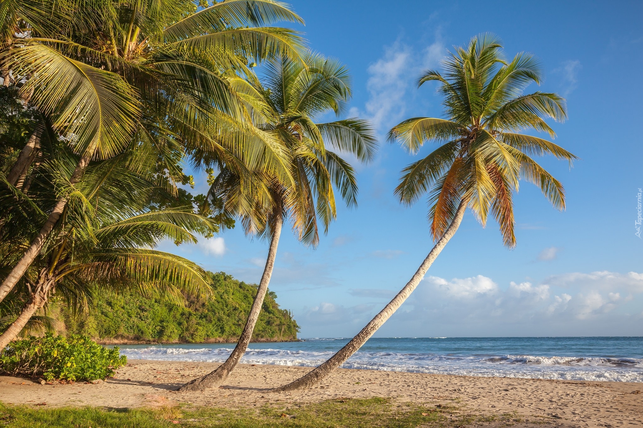 Grenada, Plaża La Sagesse, Morze Karaibskie, Palmy, Wyspa, Tropiki