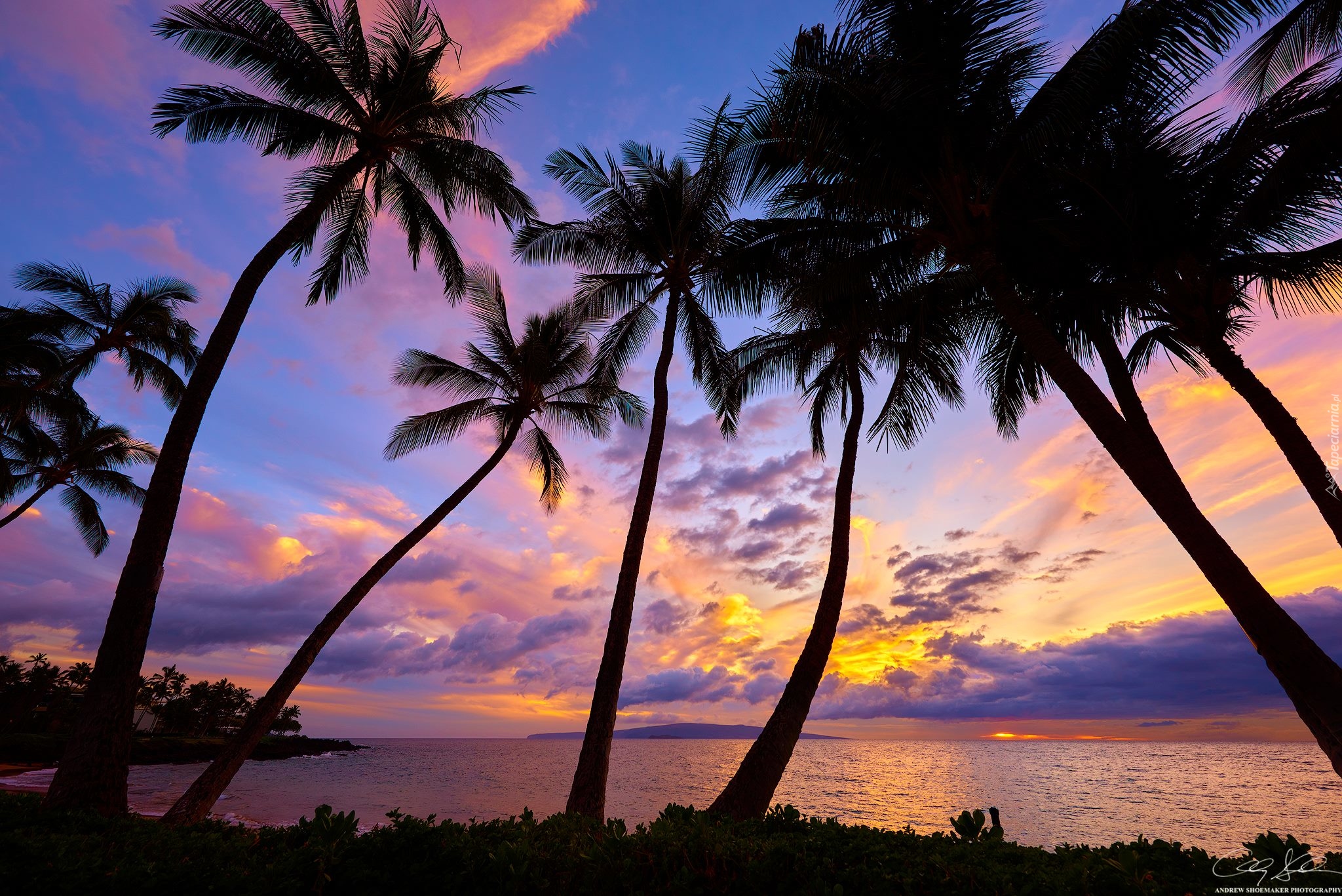 Hawaje, Maui, Zachód słońca, Palmy, Morze