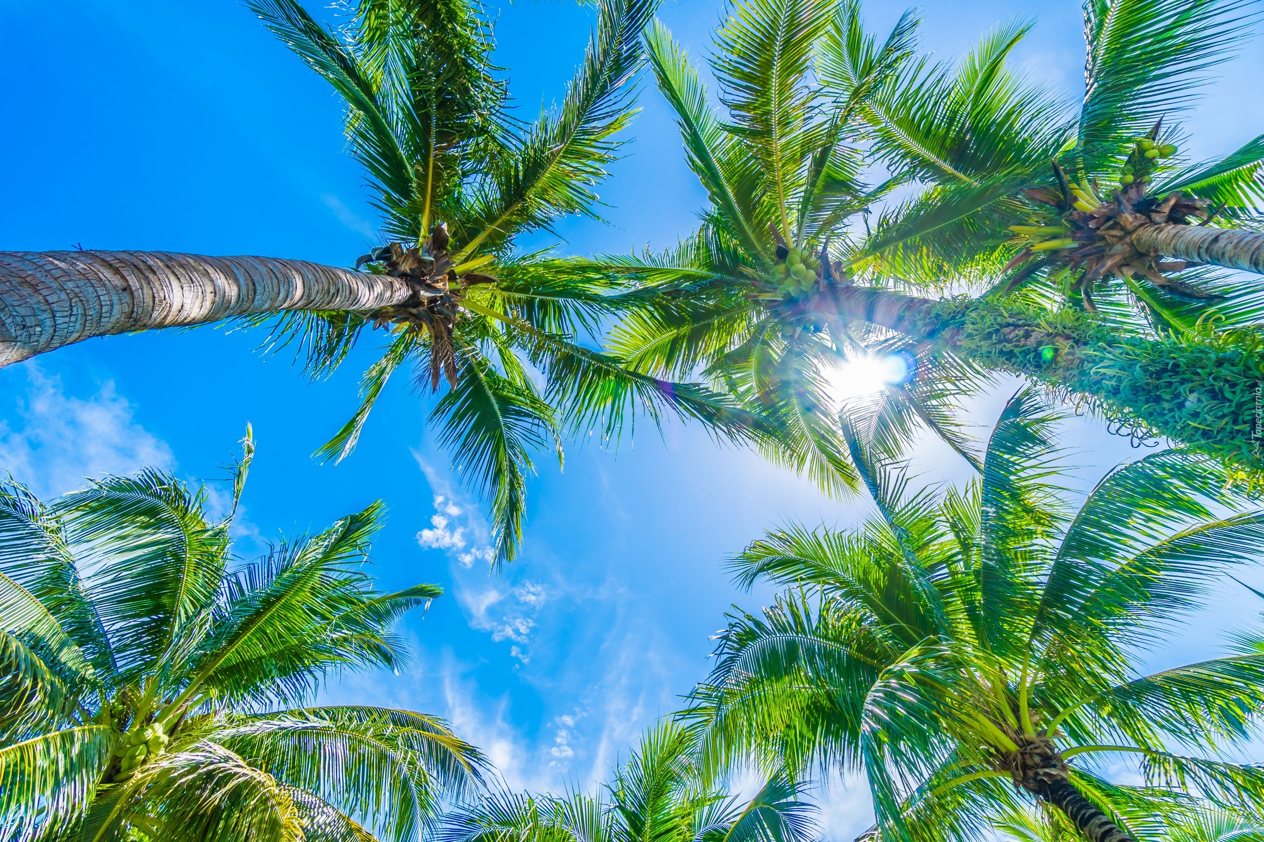 Drzewa, Palmy kokosowe, Niebo, Słońce
