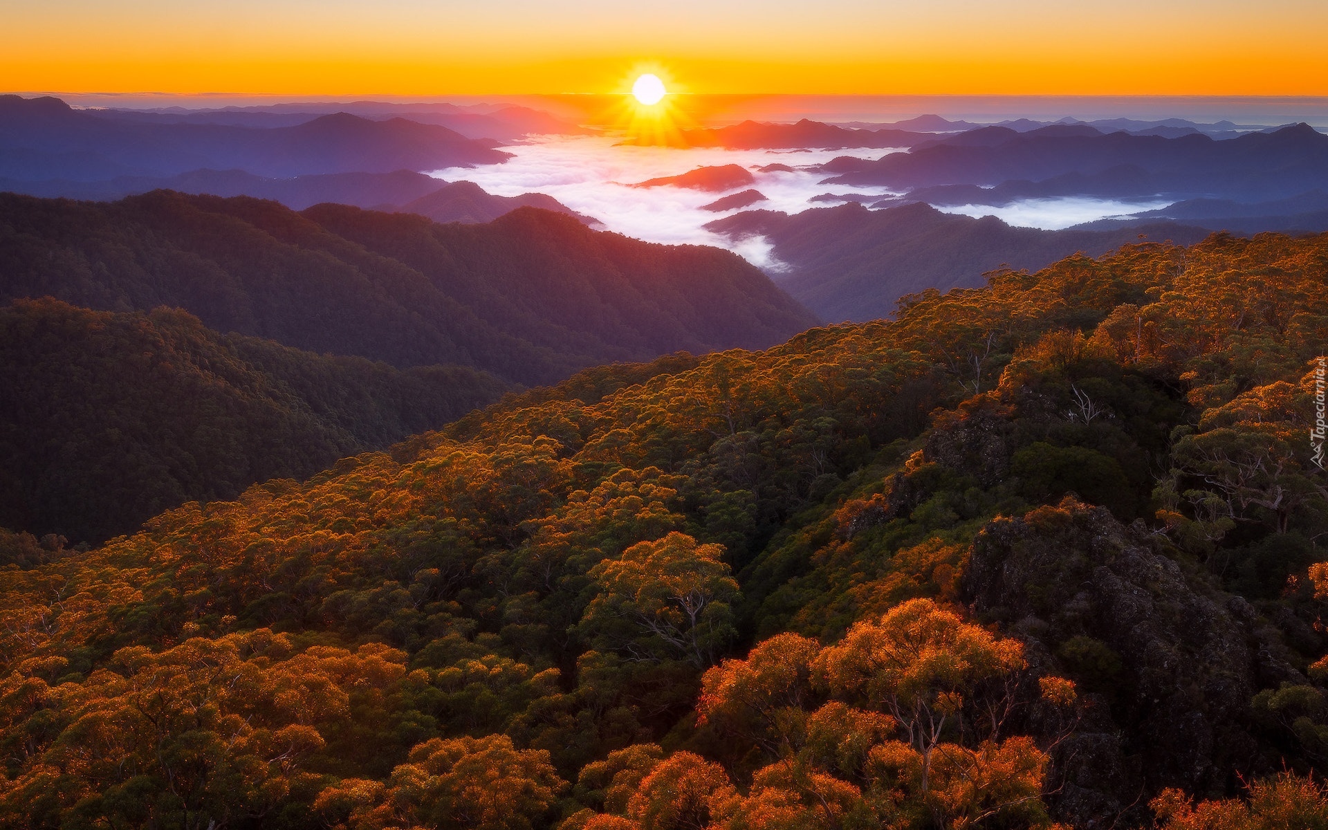 Australia, Queensland, Park Narodowy New England, Góry, Lasy, Jesień, Promienie słońca, Mgła, Drzewa