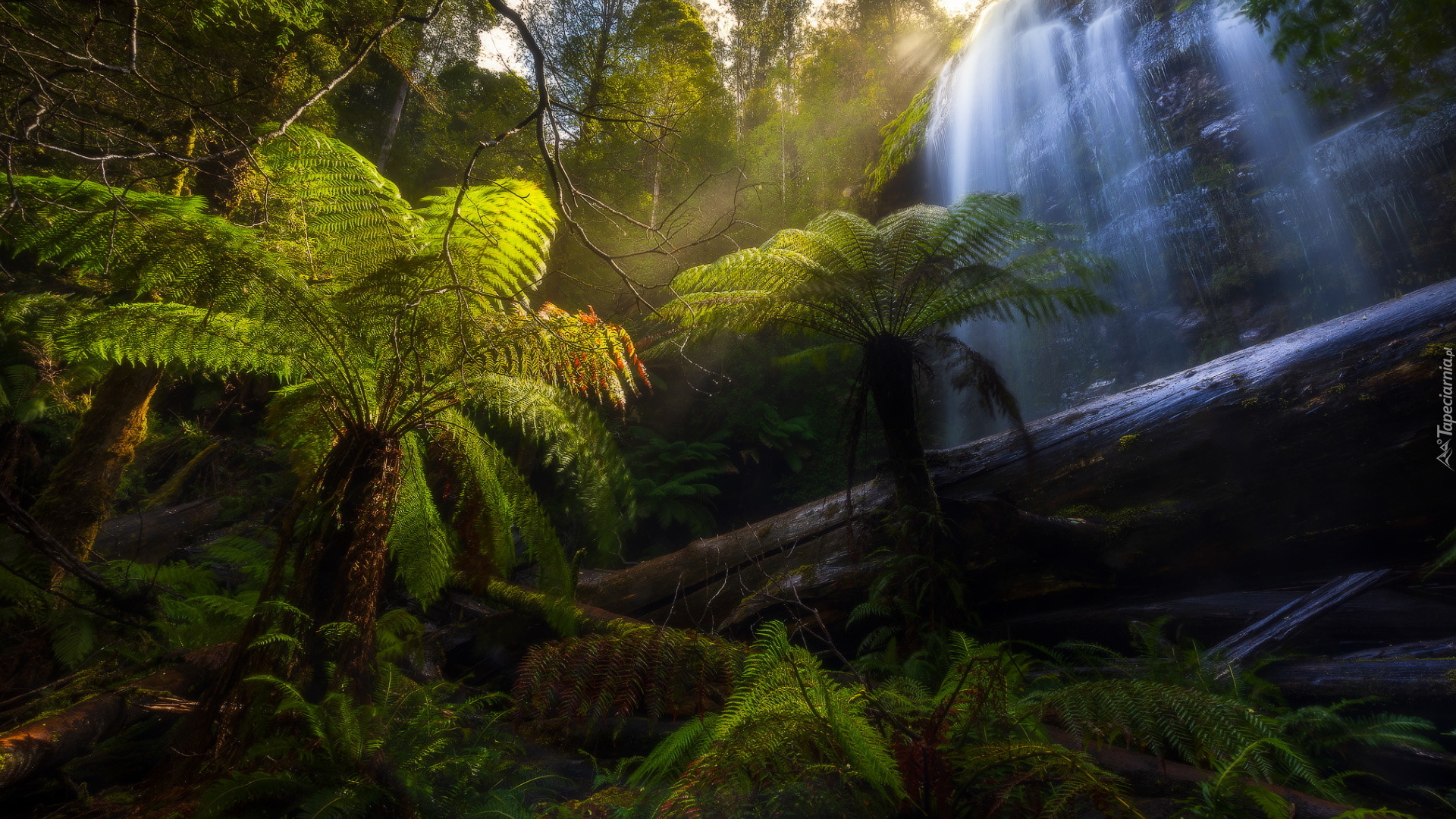 Wodospad, Marriotts Falls, Skały, Drzewa, Zielone, Paprocie, Park Narodowy Mount Field, Tasmania, Australia