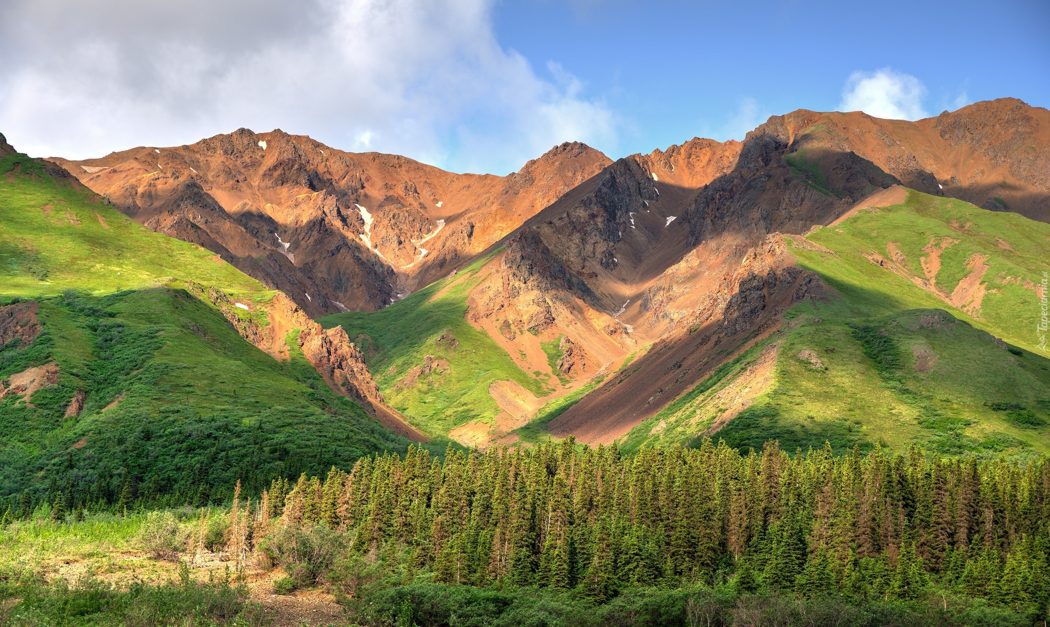 Stany Zjednoczone, Stan Alaska, Park Narodowy Denali, Góry Alaska, Kordyliery, Drzewa