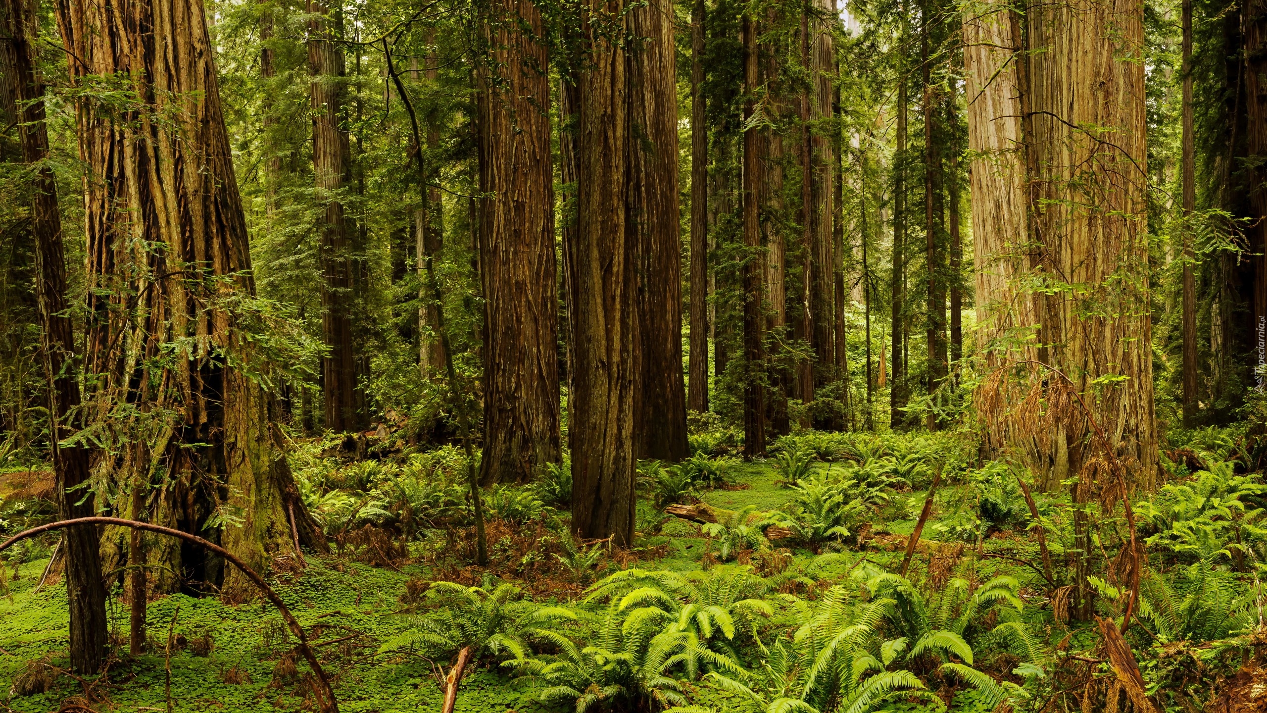 Stany Zjednoczone, Stan Kalifornia, Park Narodowy Redwood, Drzewa, Sekwoje, Paprocie