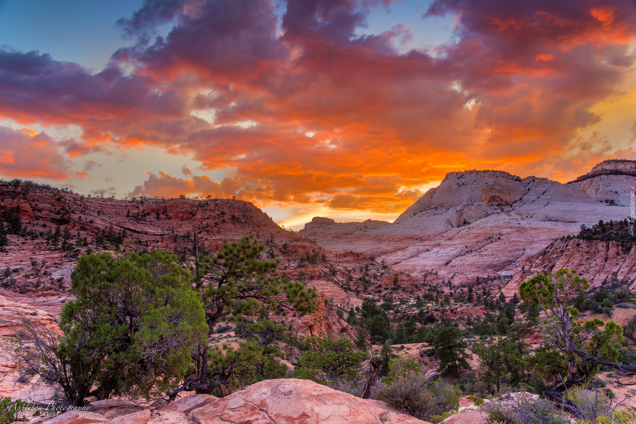 Park Narodowy Zion, Skały, Drzewa, Zachód słońca, Stan Utah, Stany Zjednoczone