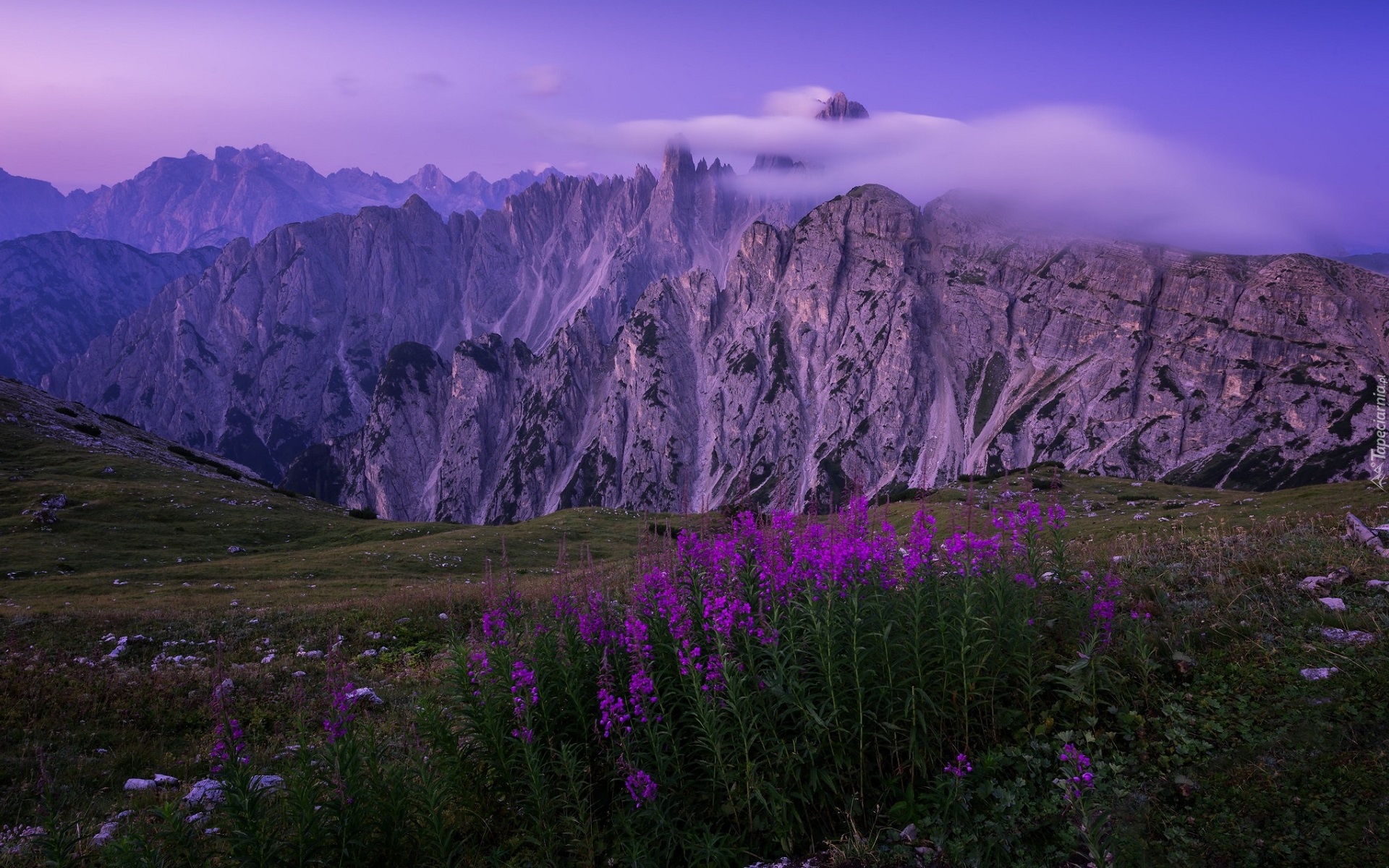 Włochy, Prowincja Belluno, Dolomity, Pasmo górskie Cadini di Misurina, Góry Alpy, Mgła, Fioletowe, Kwiaty, Krwawnica pospolita