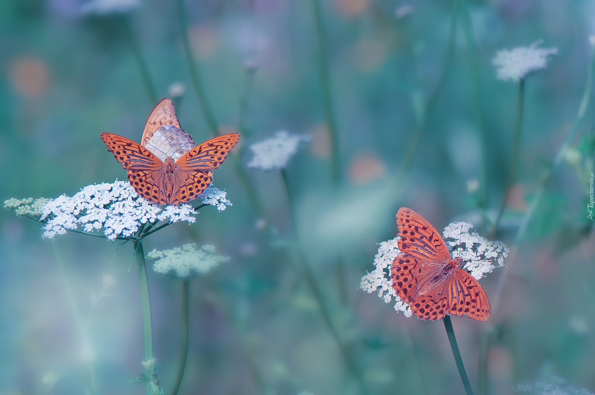 Kwiaty, Motyle, Perłowce malinowce