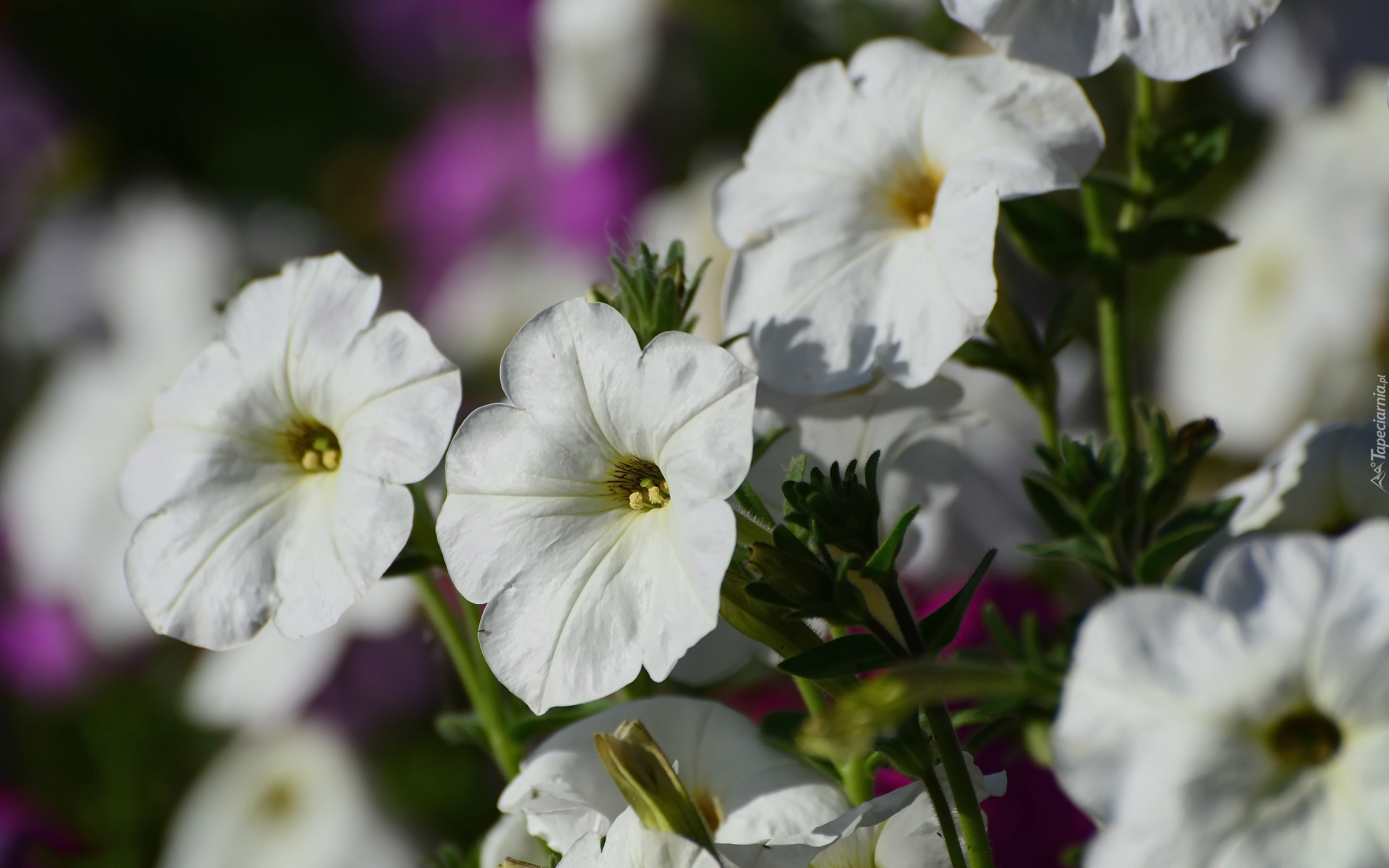 Kwiaty, Białe, Petunie