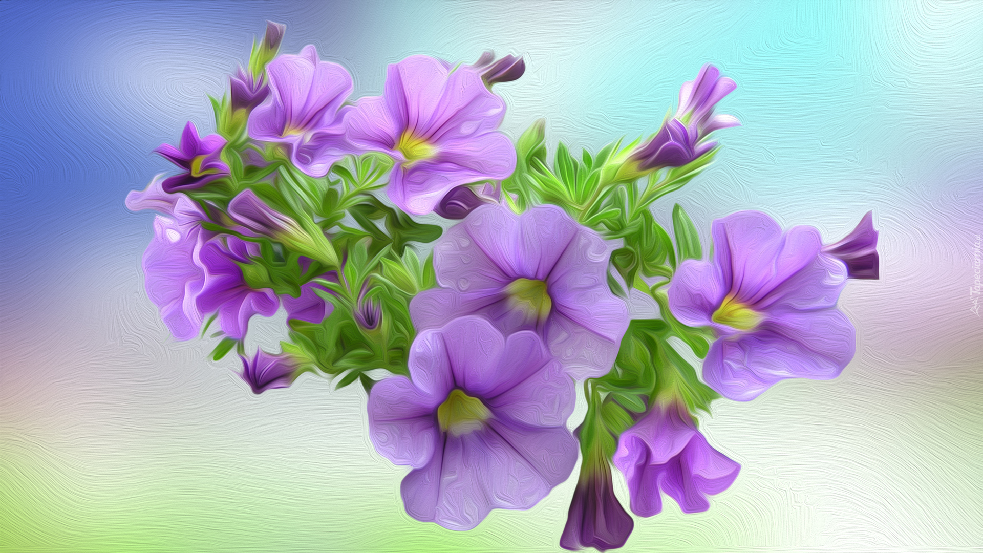 Kwiaty, Petunie, Grafika 2D