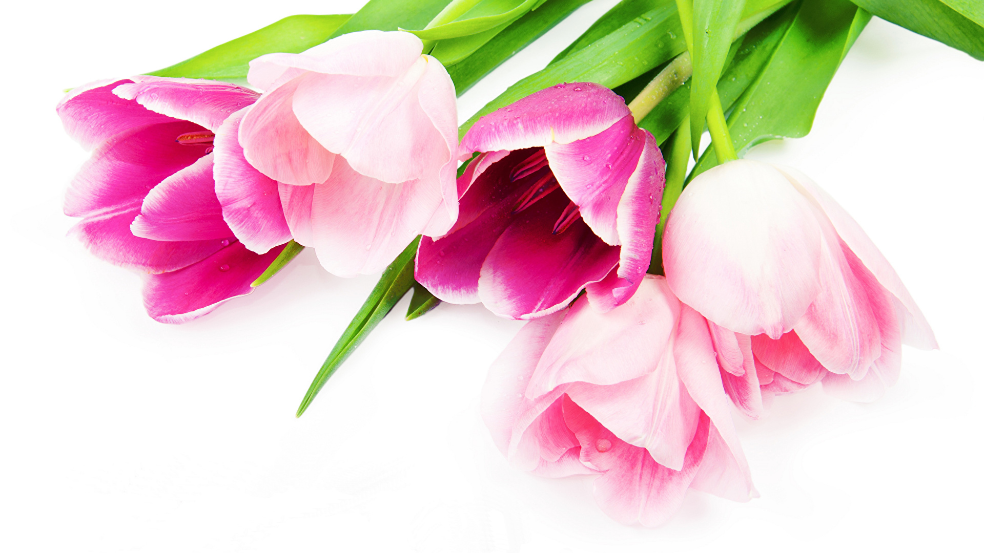 Kwiaty, Tulipany, Różowe, Białe tło
