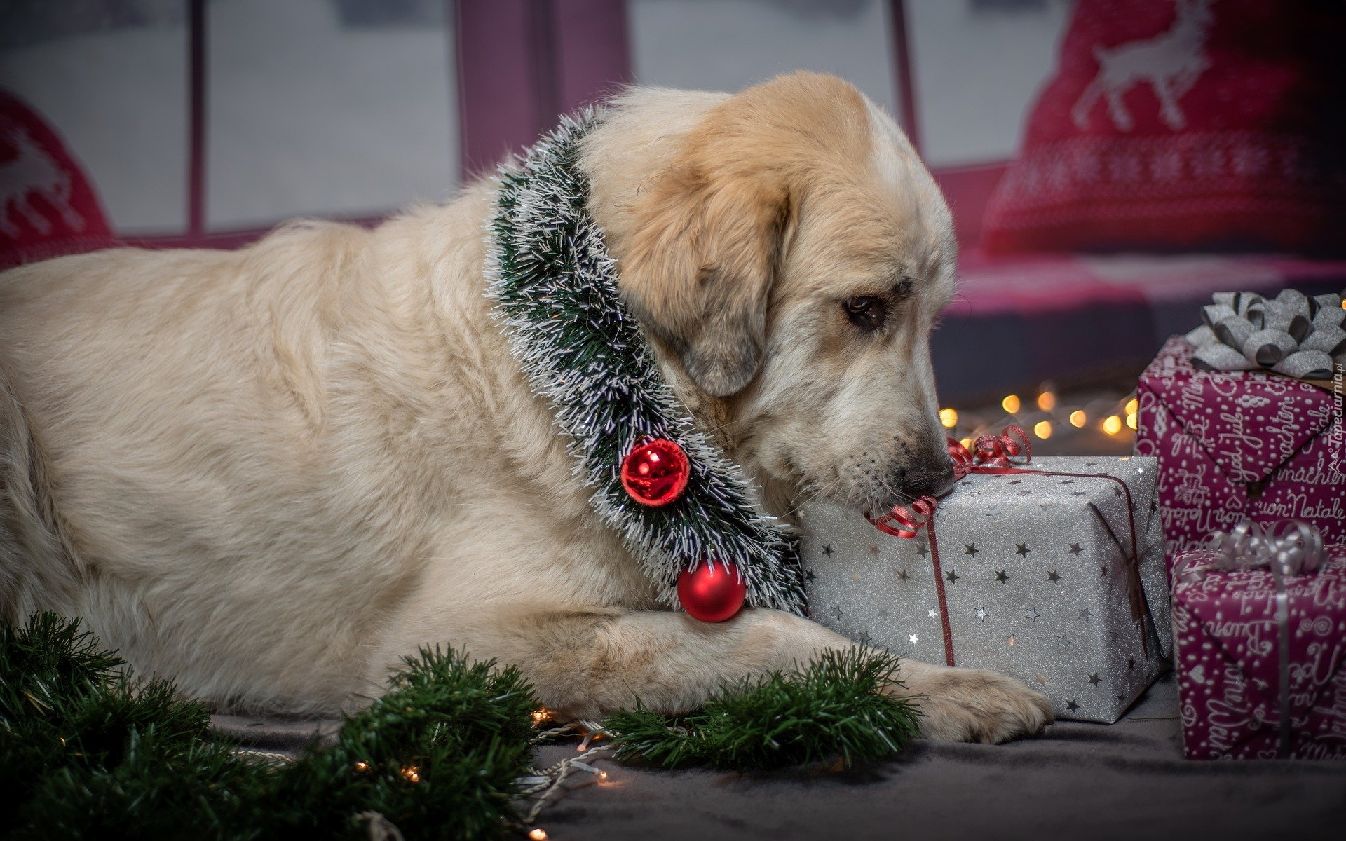 Pies, Ozdoby, Świąteczne, Prezenty