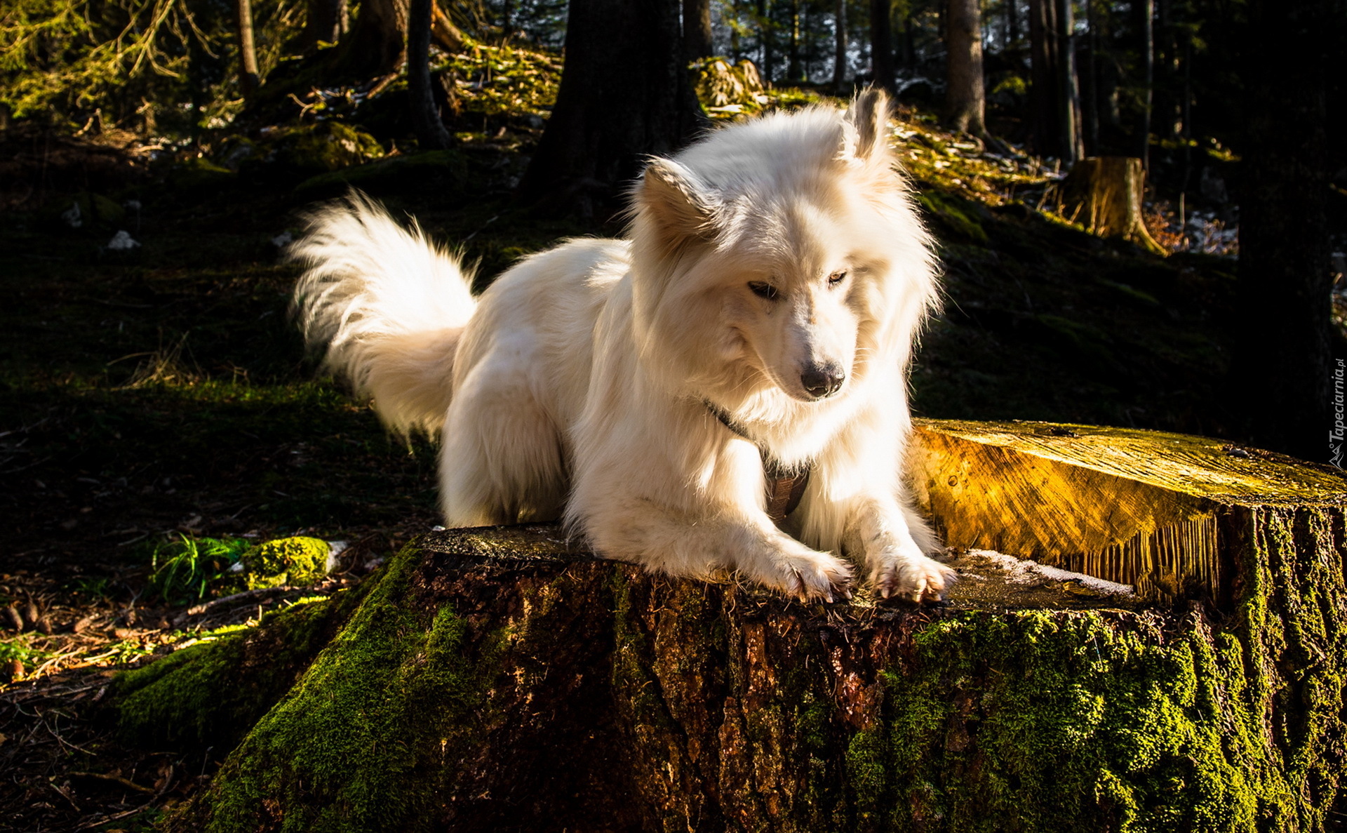 Biały, Pies, Drzewa, Pniak