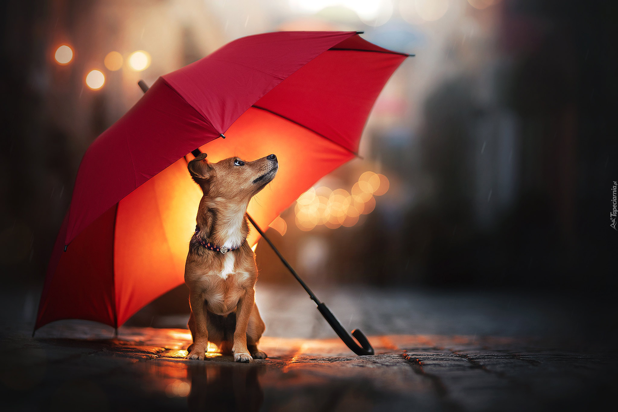 Pies, Czerwony, Parasol, Deszcz