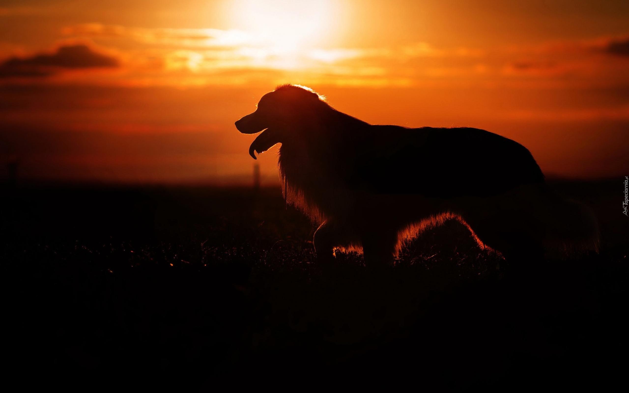 Pies, Zachód słońca
