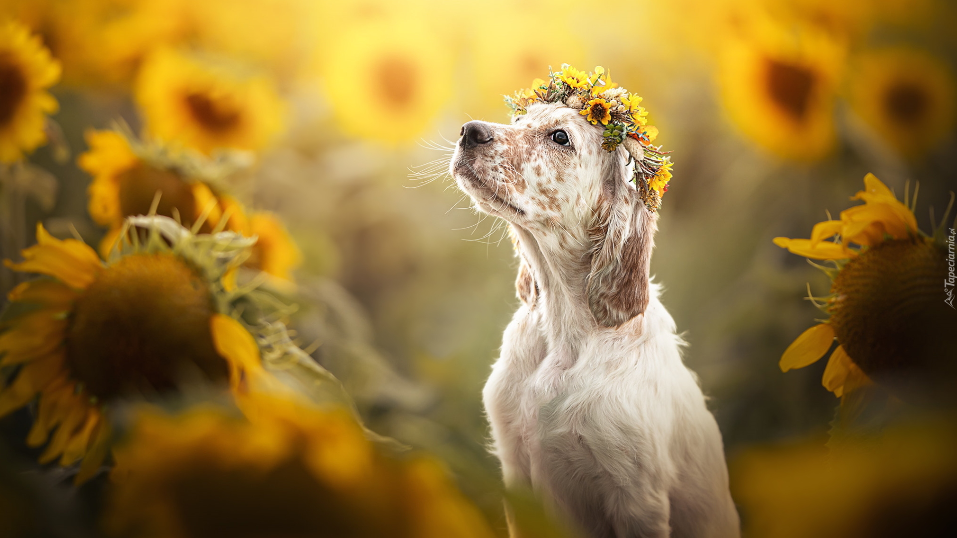 Pies, Wianek, Kwiaty, Słoneczniki