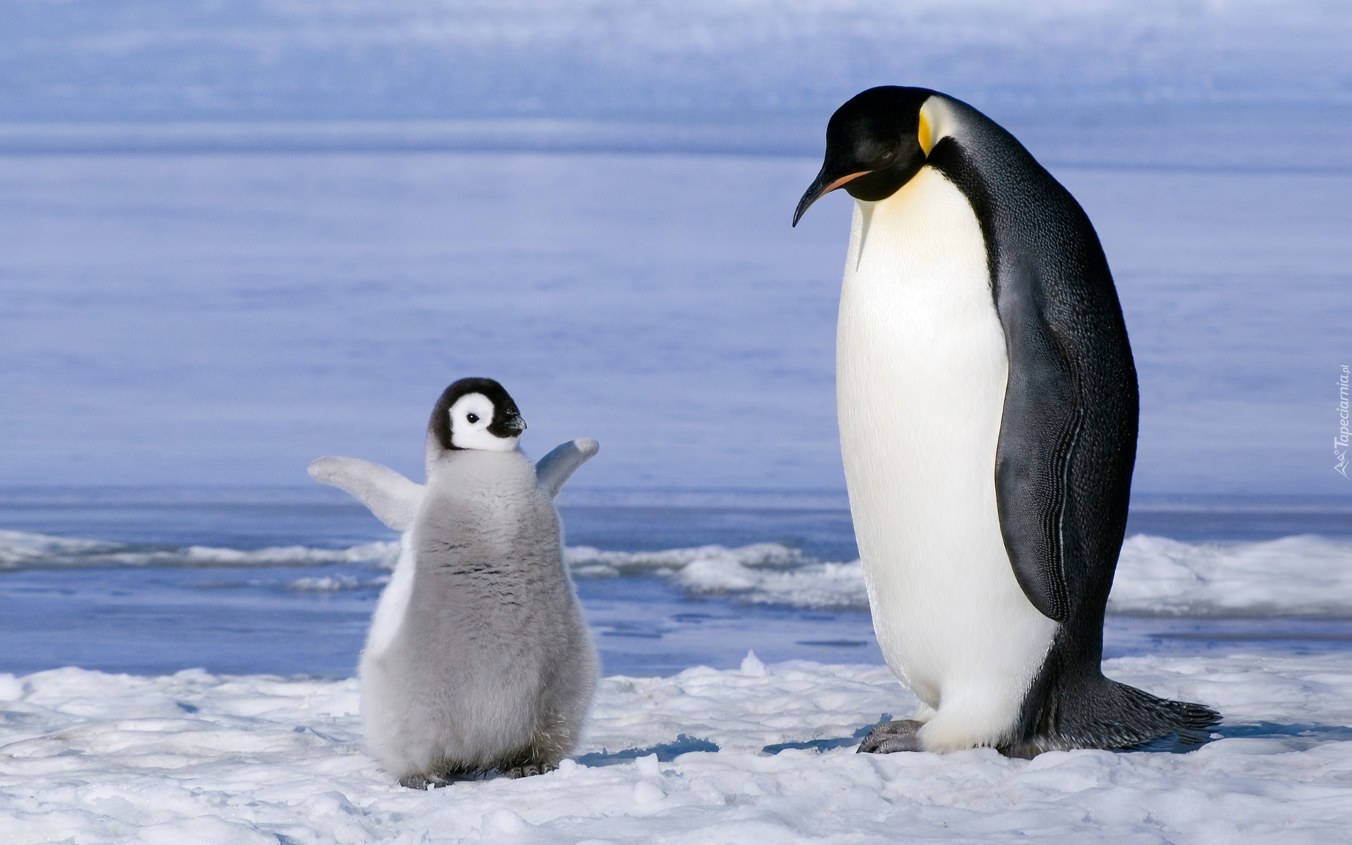 Pingwiny cesarskie, Śnieg
