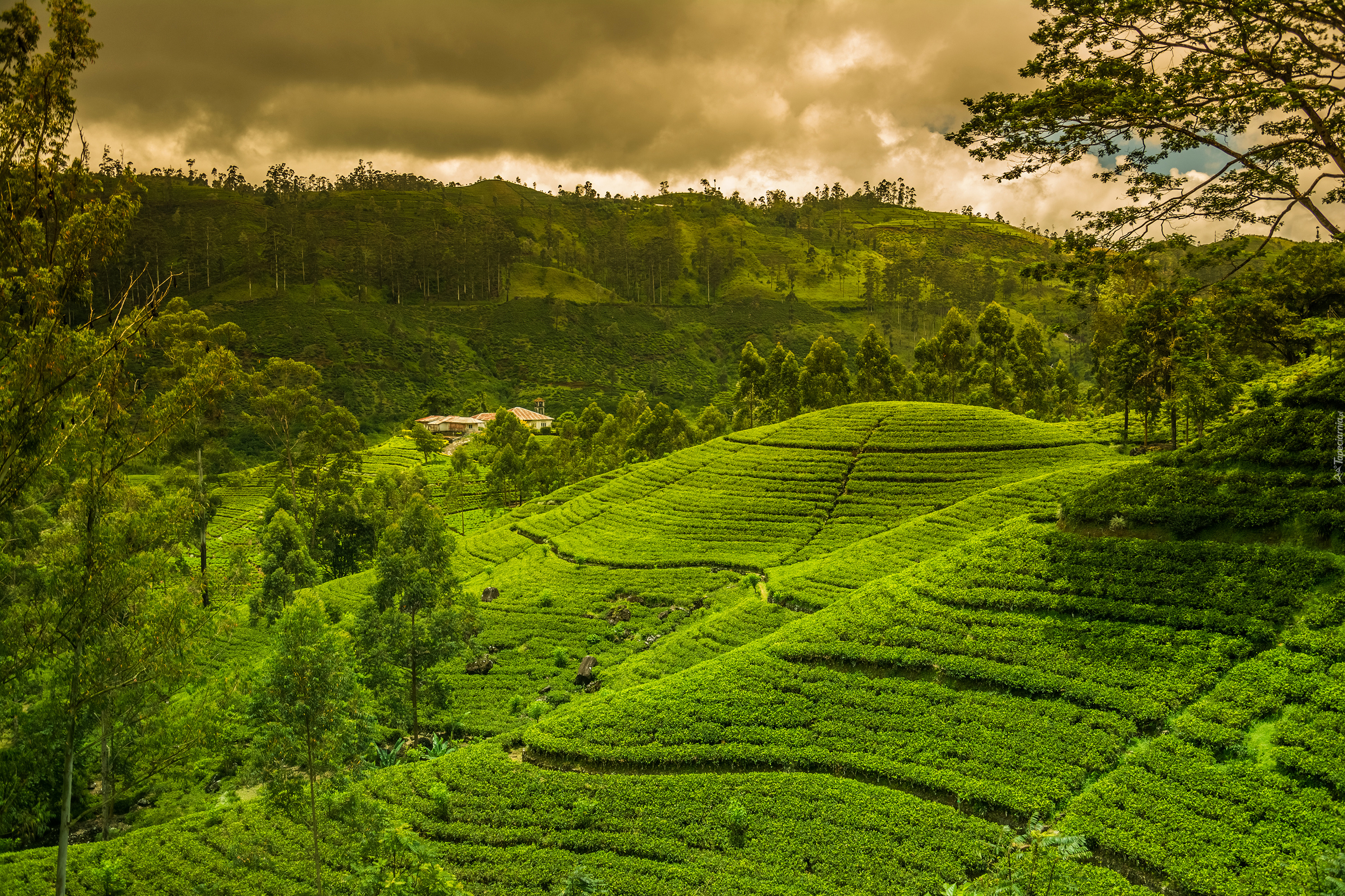Plantacja, Herbaty, Wzgórza, Nuwara Elija, Sri Lanka