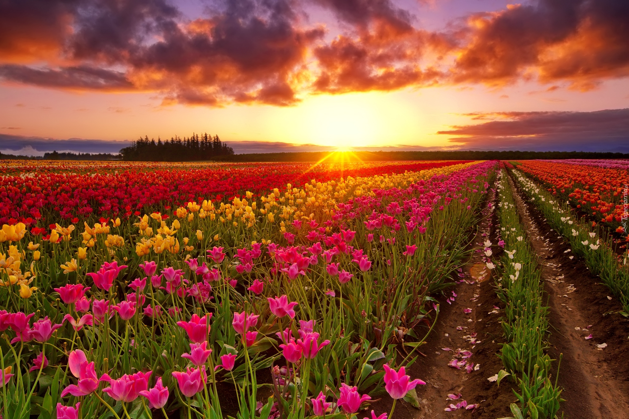 Tulipany, Plantacja, Zachód słońca, Chmury