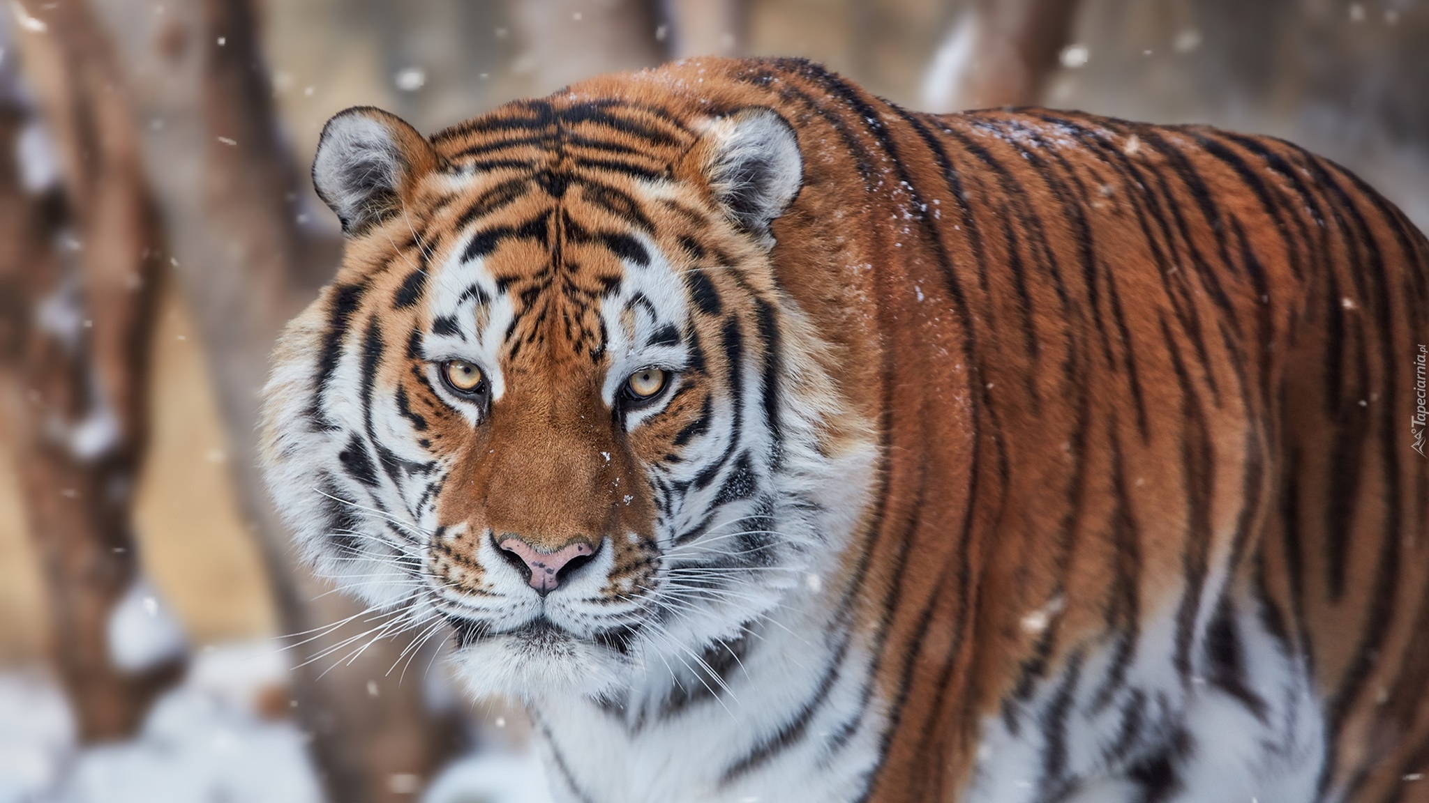 Tygrys, Padający, Śnieg