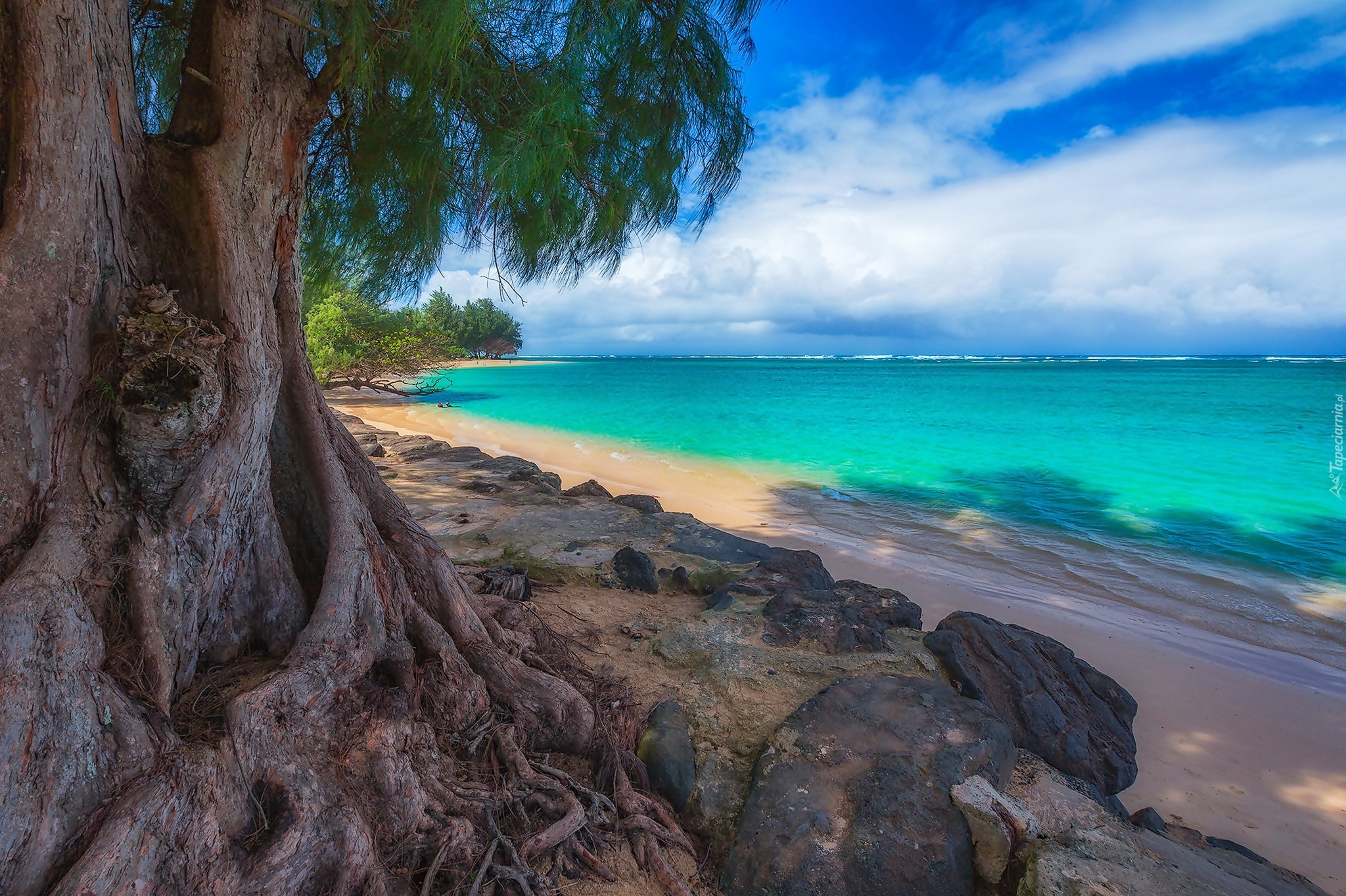Stany Zjednoczone, Hawaje, Wyspa Kauai, Plaża Kalihiwai Beach, Morze, Drzewo