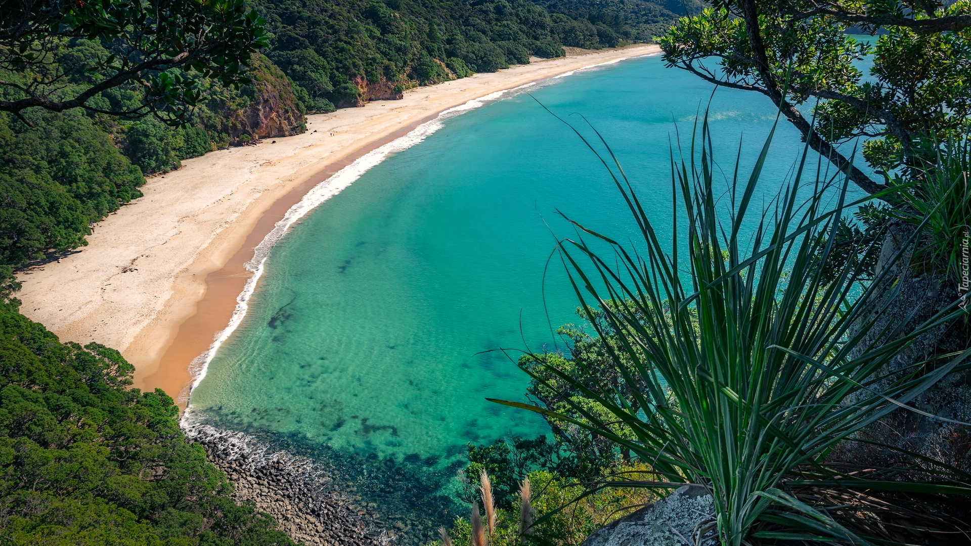 Plaża, New Chums Beach, Wybrzeże, Zatoka, Wainuiototo Bay, Rośliny, Whangapoua, Nowa Zelandia