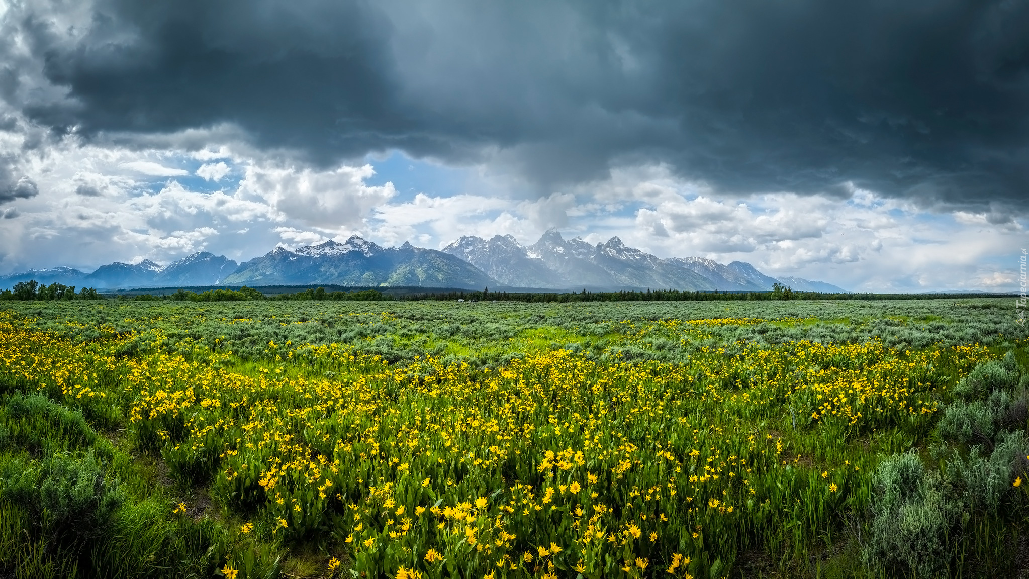 Kwiaty, Łąka, Góry, Park Narodowy Grand Teton, Stan Wyoming, Stany Zjednoczone
