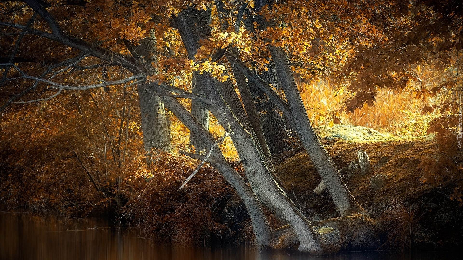 Jesień, Drzewa, Dęby, Rzeka