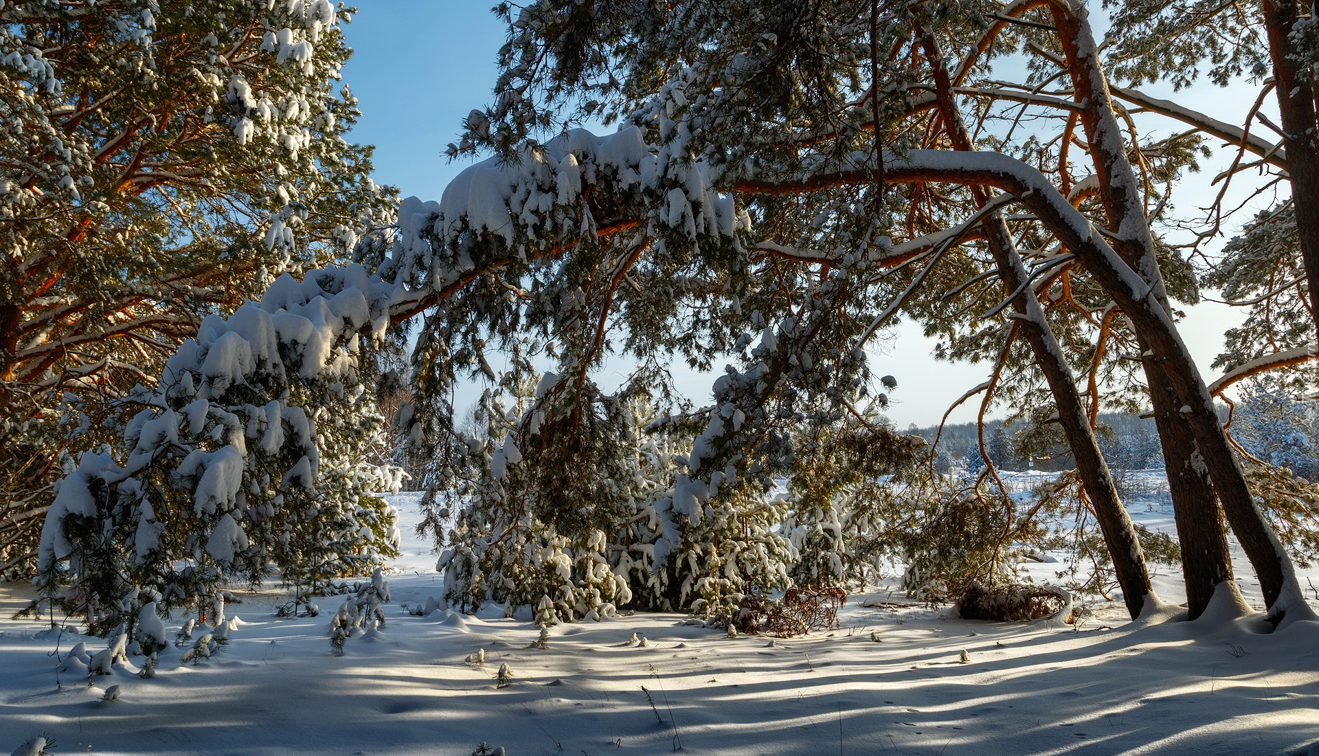 Zima, Śnieg, Drzewa, Zaśnieżone, Gałęzie