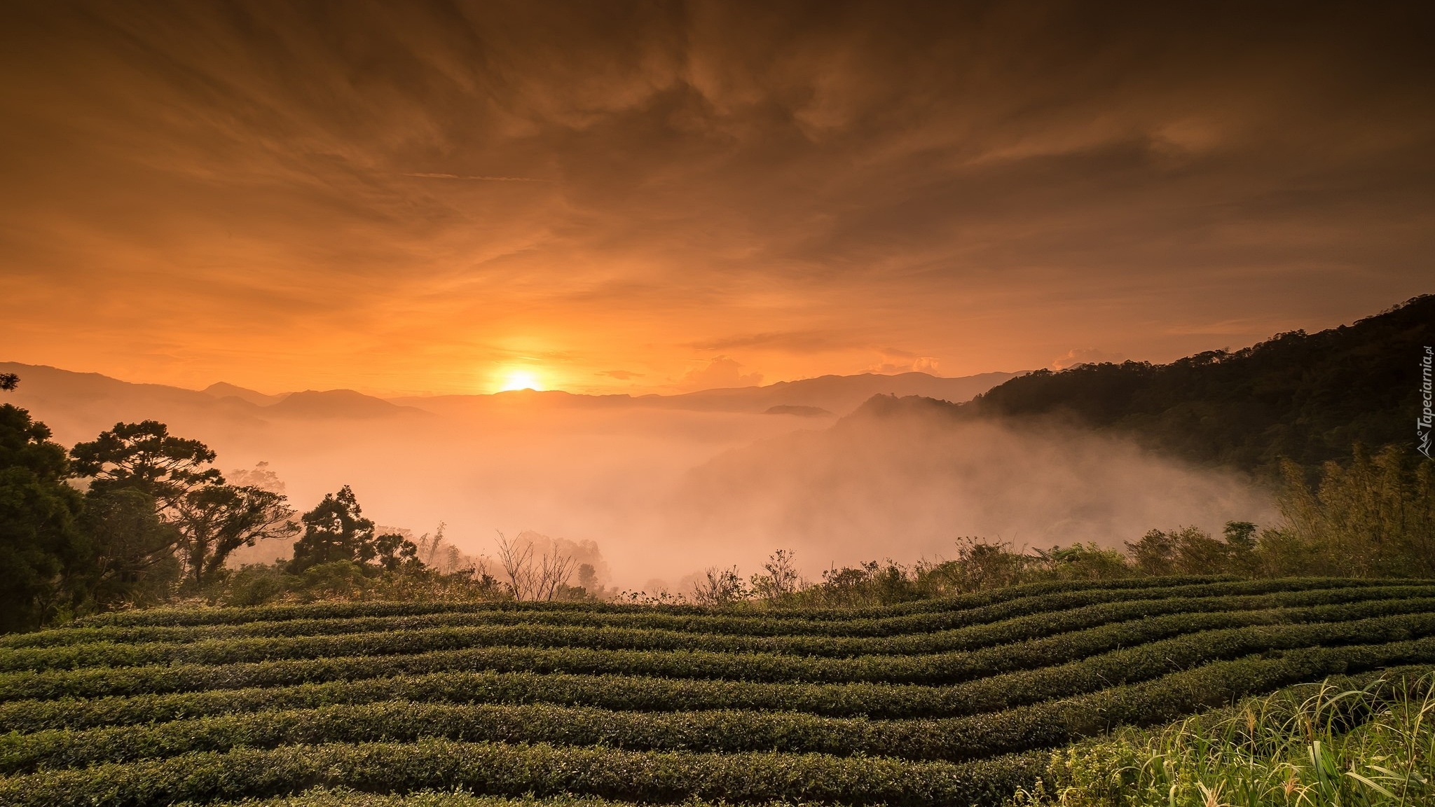 Tajwan, Wschód słońca, Pola, Mgła