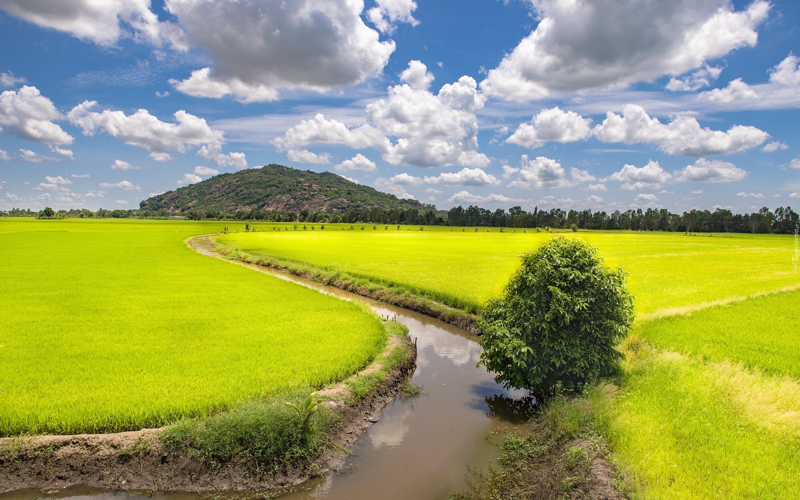 Pole ryżowe, Kanał wodny, Góra, Drzewa, Chmury, Trung Khanh, Prowincja An Giang, Wietnam