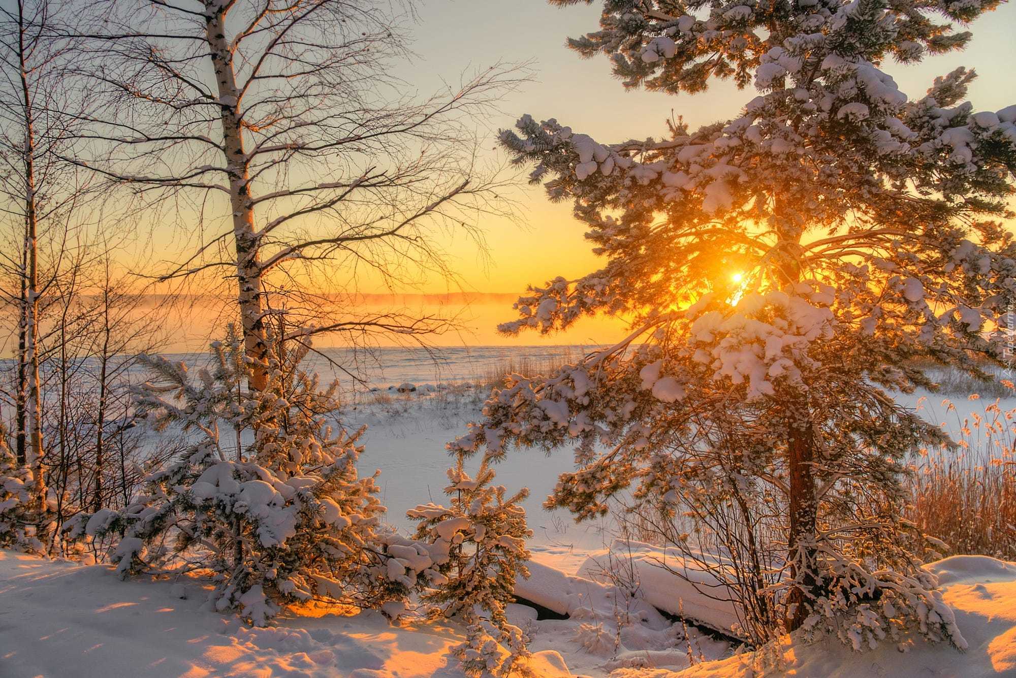 Zima, Wschód słońca, Drzewa, Pola