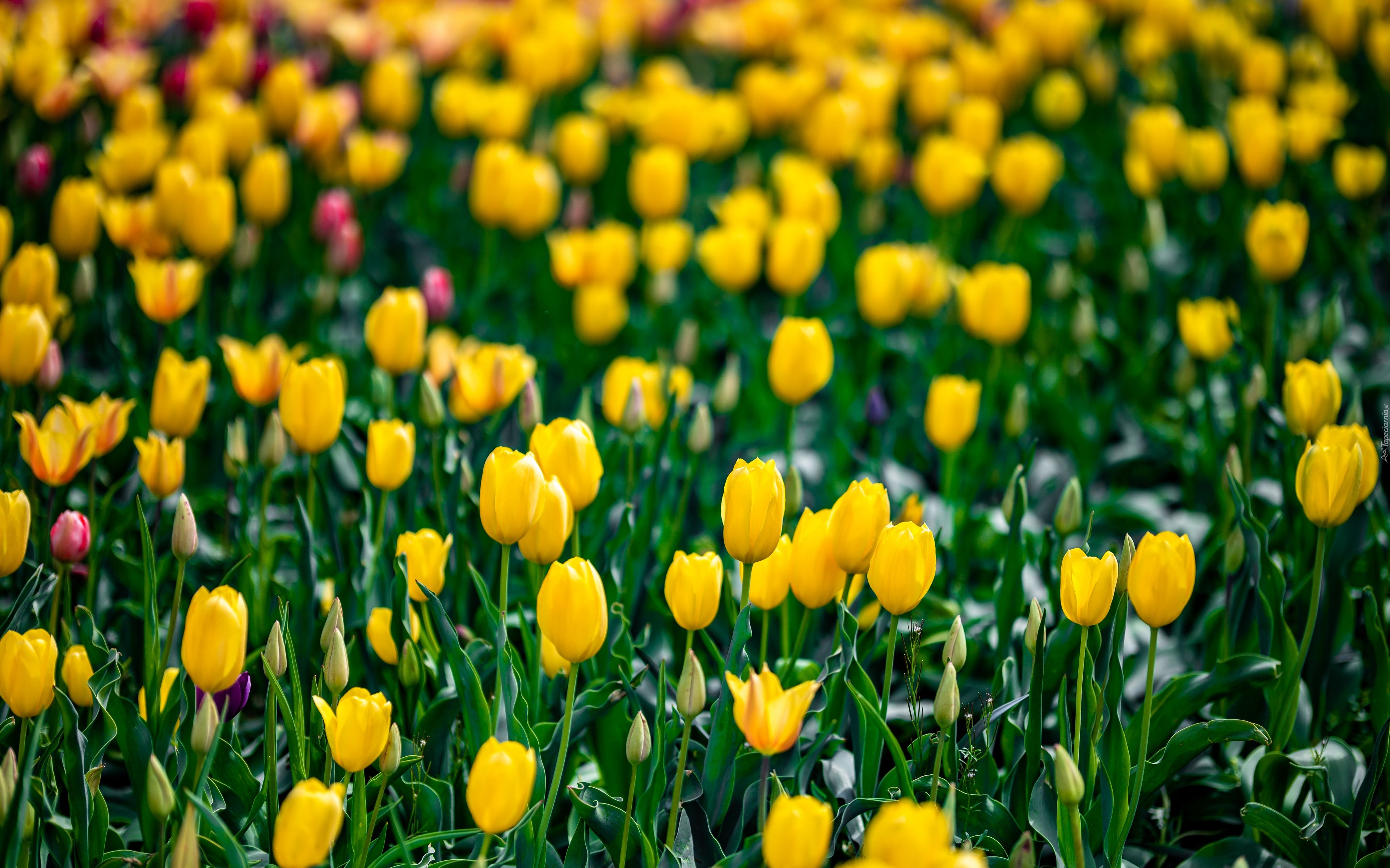 Tulipany, Żółte, Płatki, Kwiaty, Liście