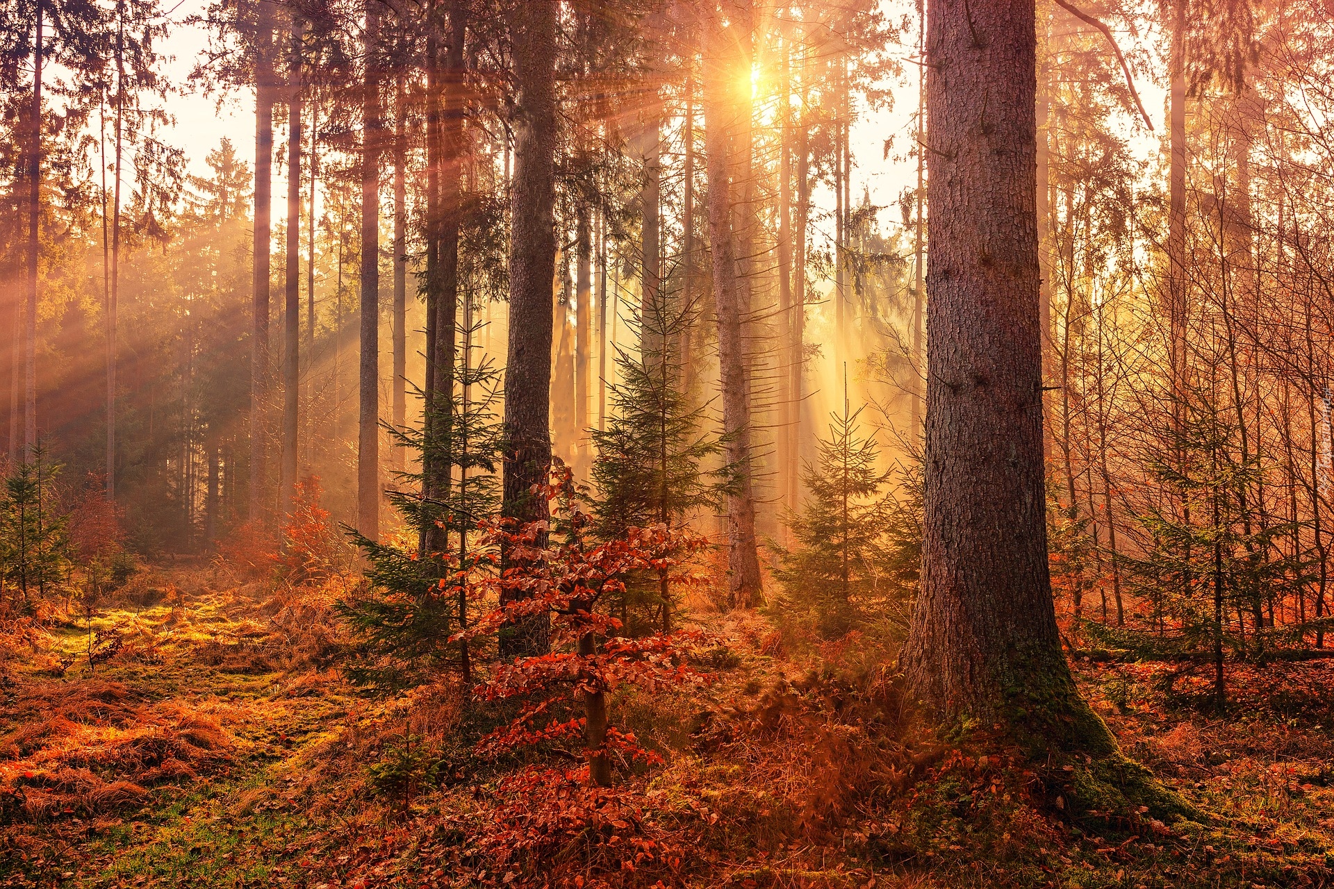 Jesień, Las, Drzewa, Przebijające światło, Słoneczne