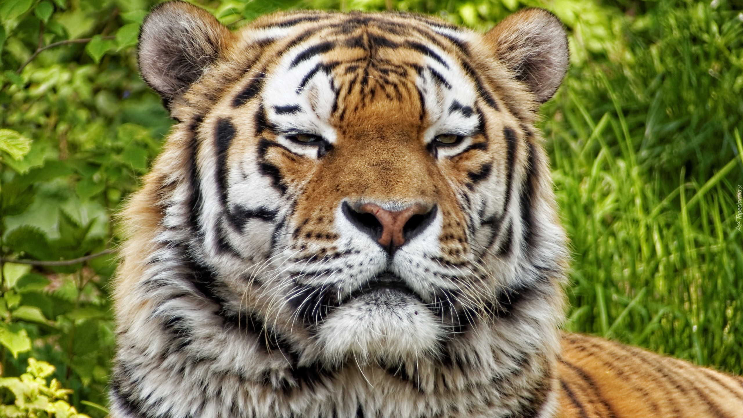 Tygrys, Spojrzenie
