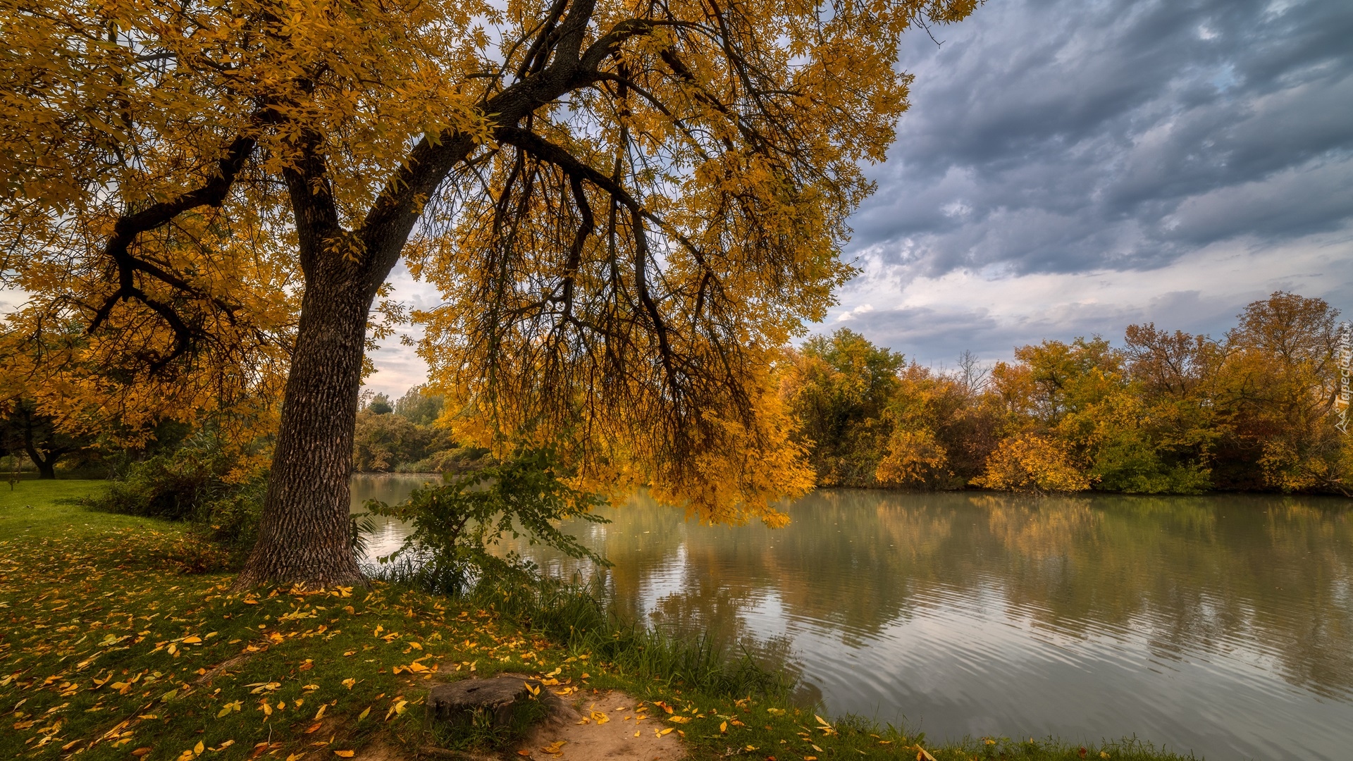 Jezioro, Drzewa, Jesień, Liście, Chmury