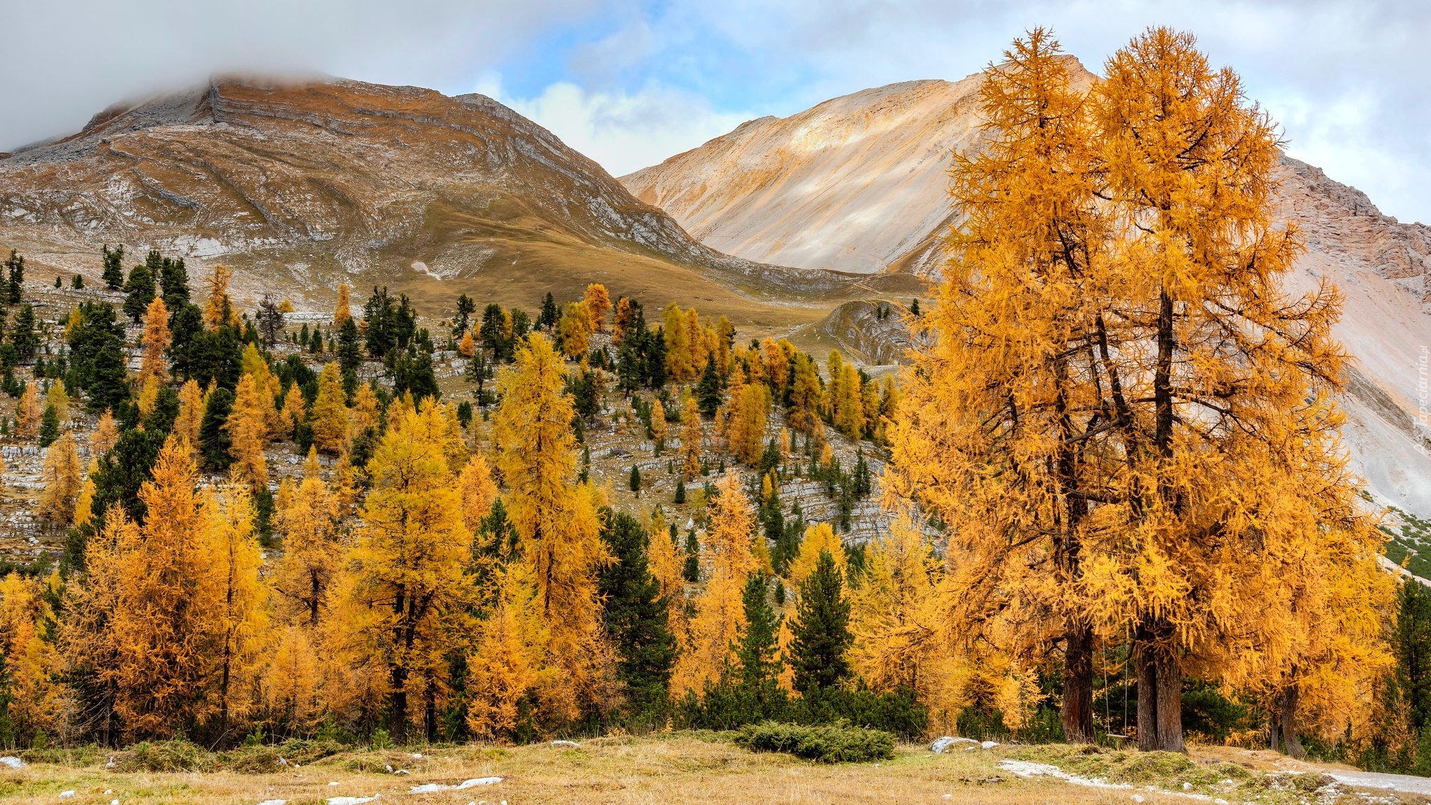 Włochy, Południowy Tyrol, Góry, Dolomity, Jesień, Drzewa, Pożółkłe
