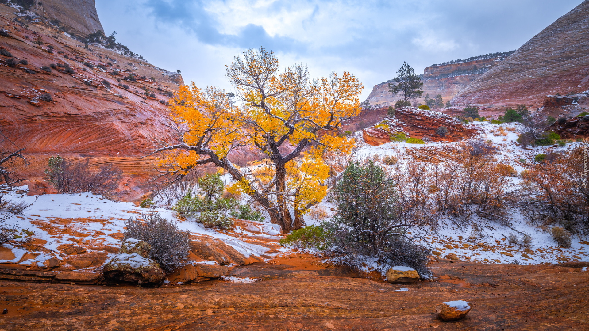 Park Narodowy Zion, Śnieg, Pożółkłe, Drzewo, Krzewy, Góry, Skały, Stan Utah, Stany Zjednoczone