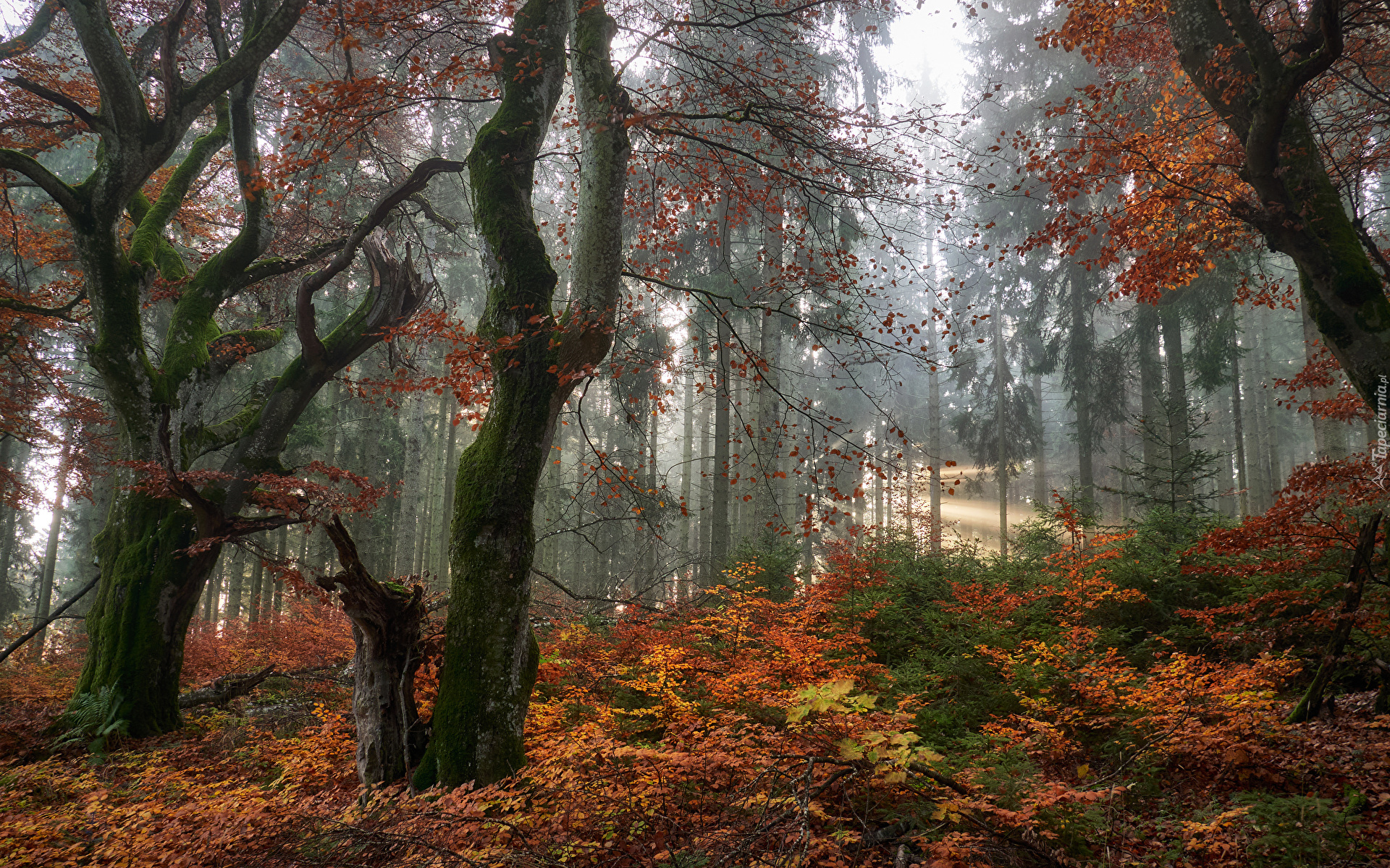 Jesień, Las, Drzewa, Mgła, Kolorowa, Roślinność, Przebijające światło