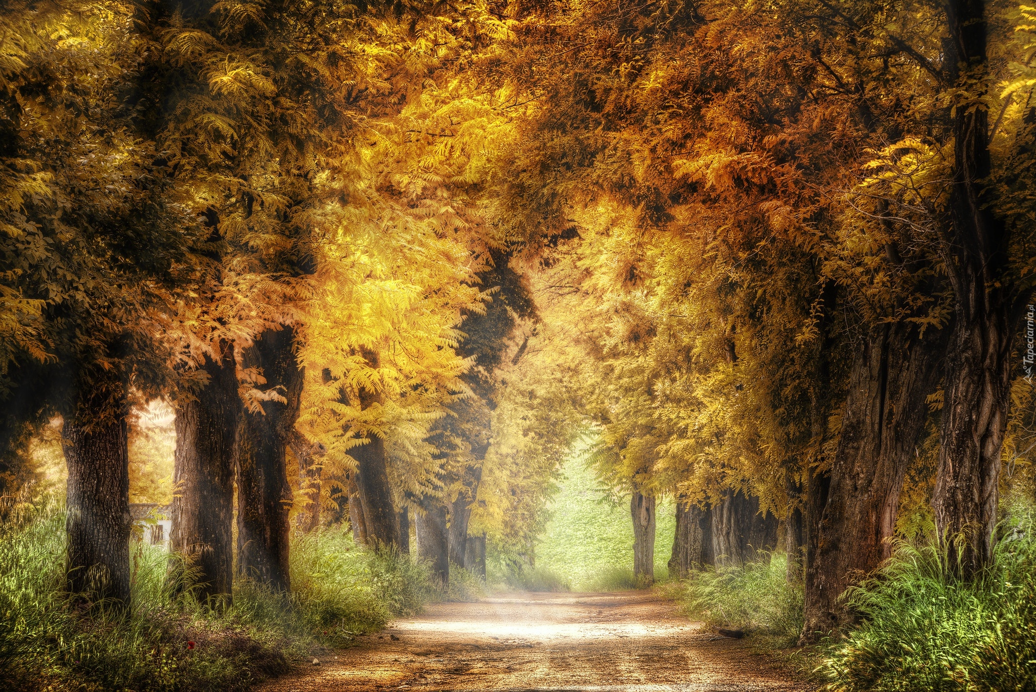 Jesień, Droga, Drzewa, Pożółkłe, Liście