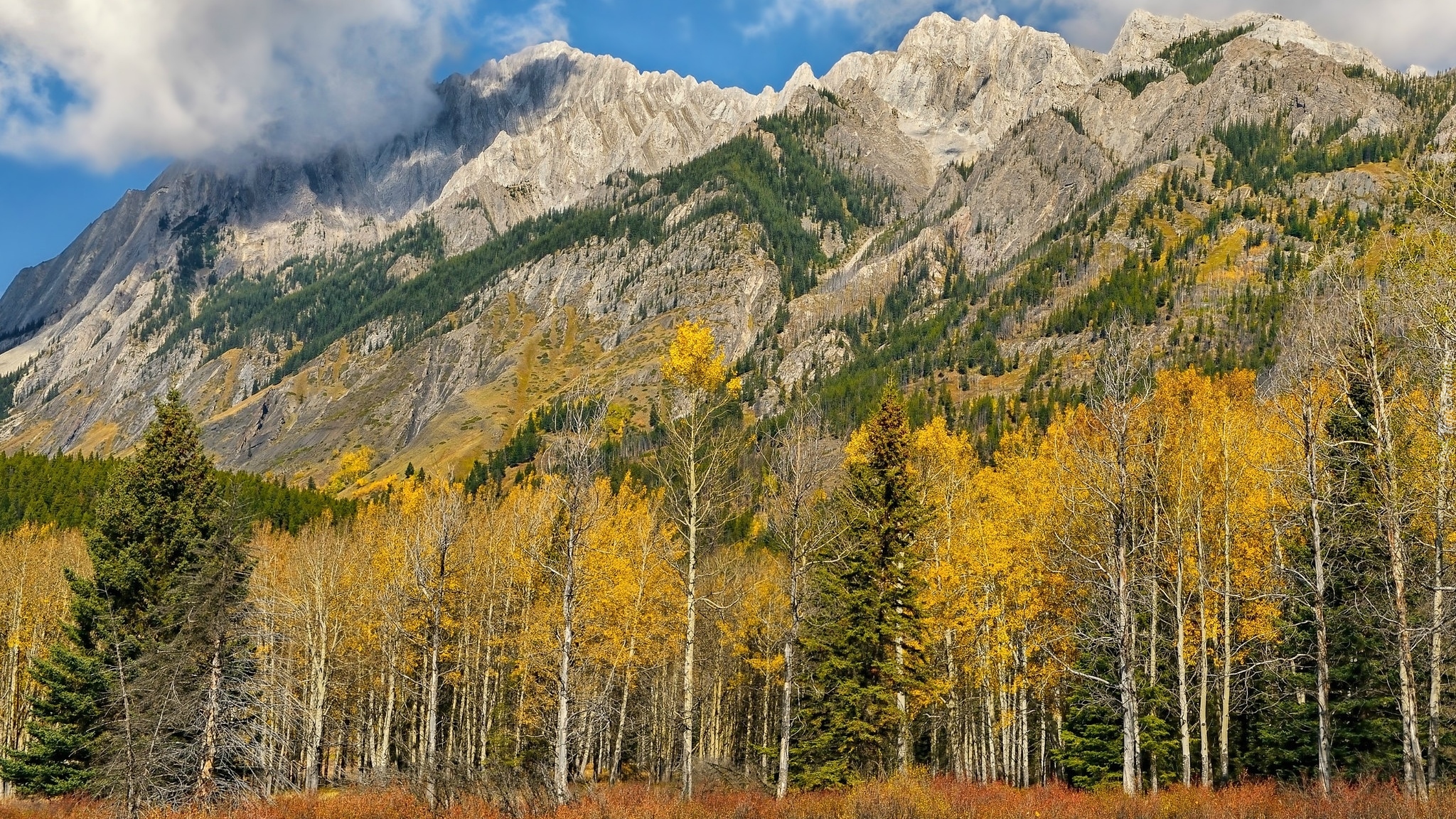 Jesień, Góry, Sawback Range, Góra, Mount Ishbel, Drzewa, Topole osikowe, Park Narodowy Banff, Kanada