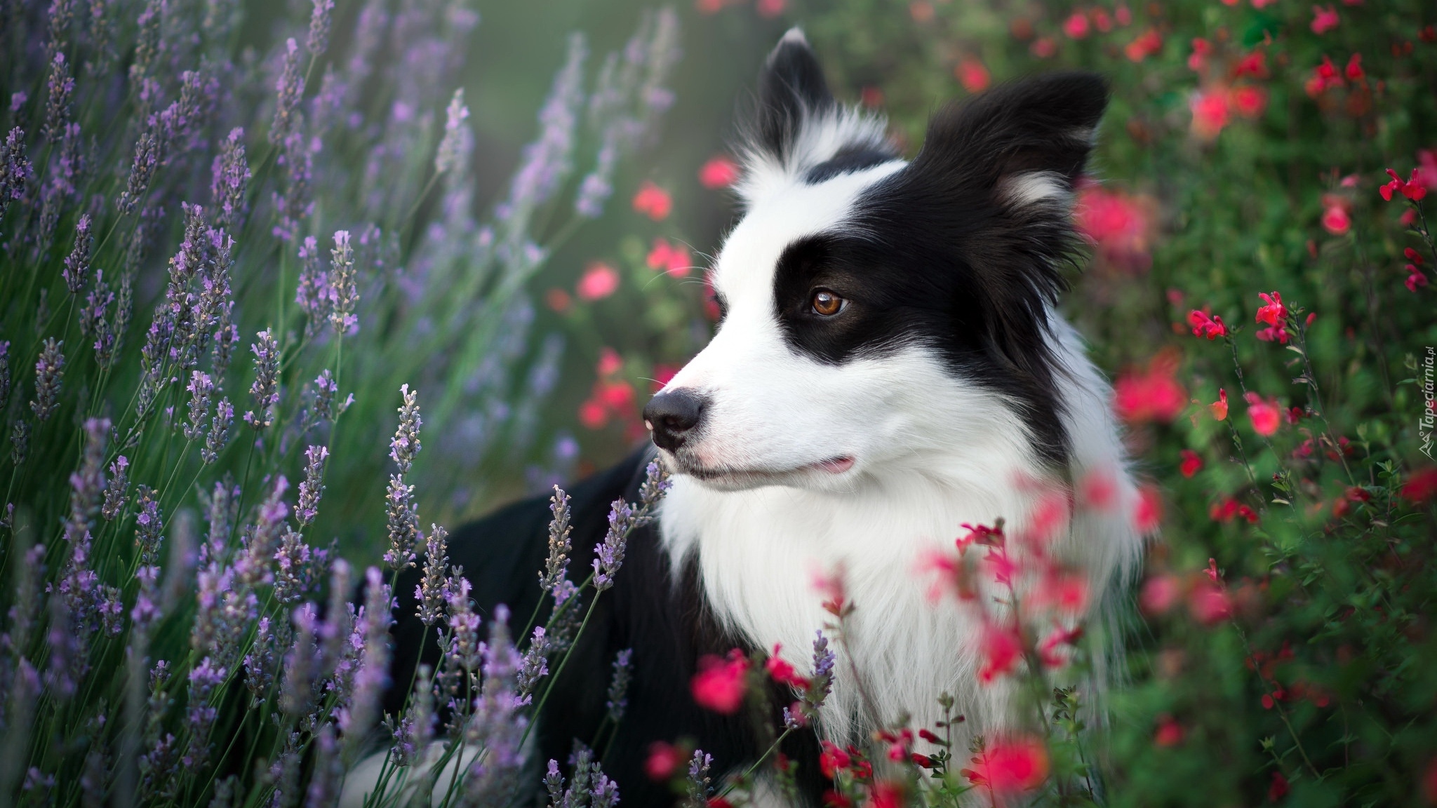Pies, Border collie, Łąka, Kwiaty