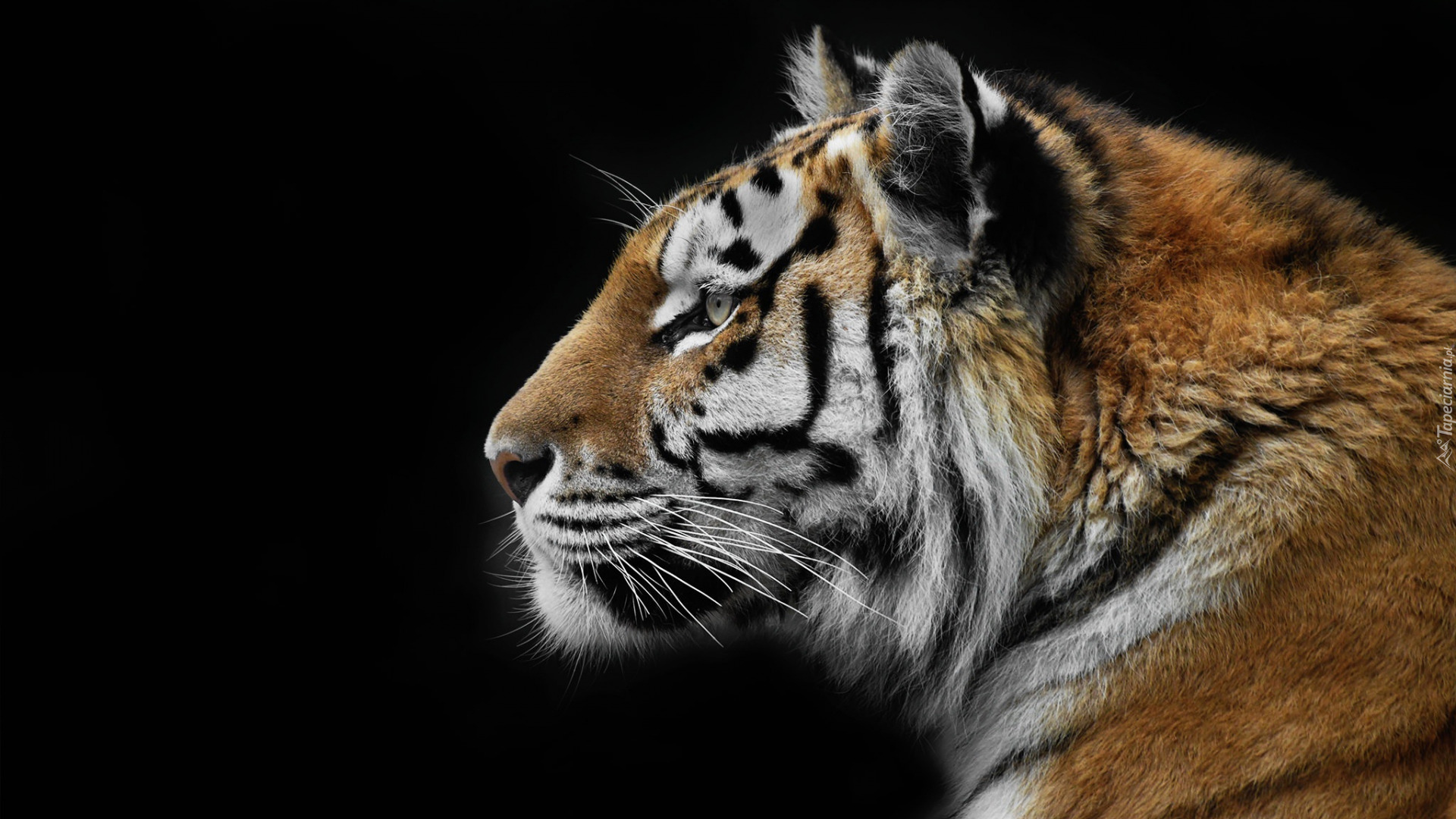 Tygrys, Profil, Czarne Tło
