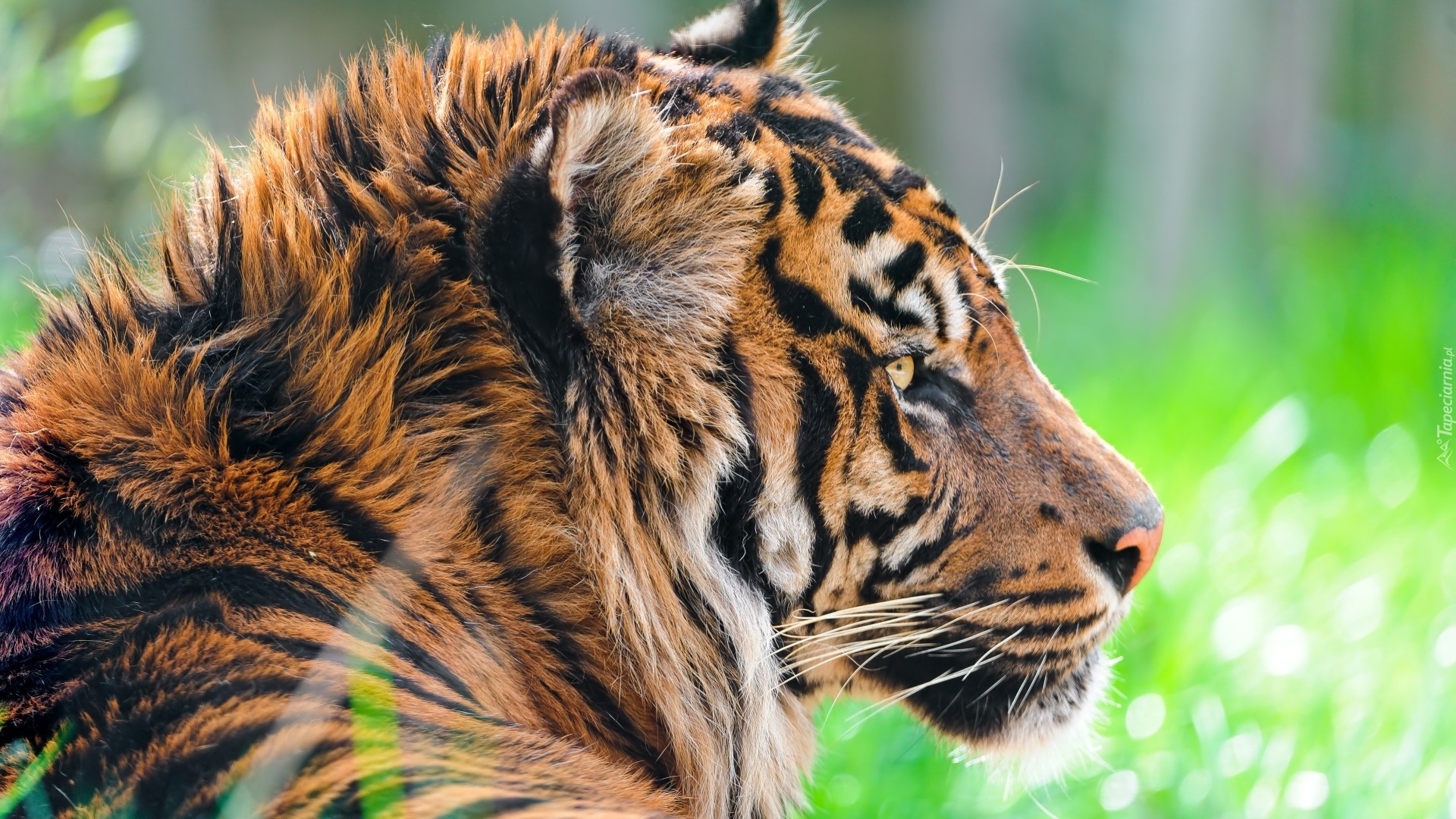 Tygrys, Profil