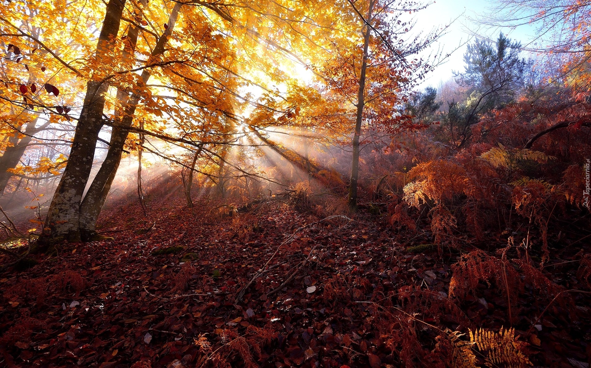 Jesień, Promienie Słońca, Drzewo, Paprocie, Liście