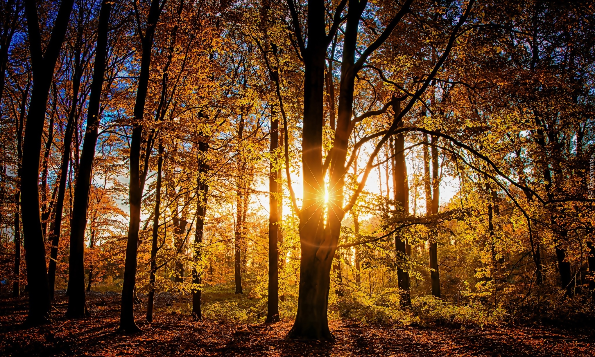 Drzewa, Las, Jesień, Promienie słońca