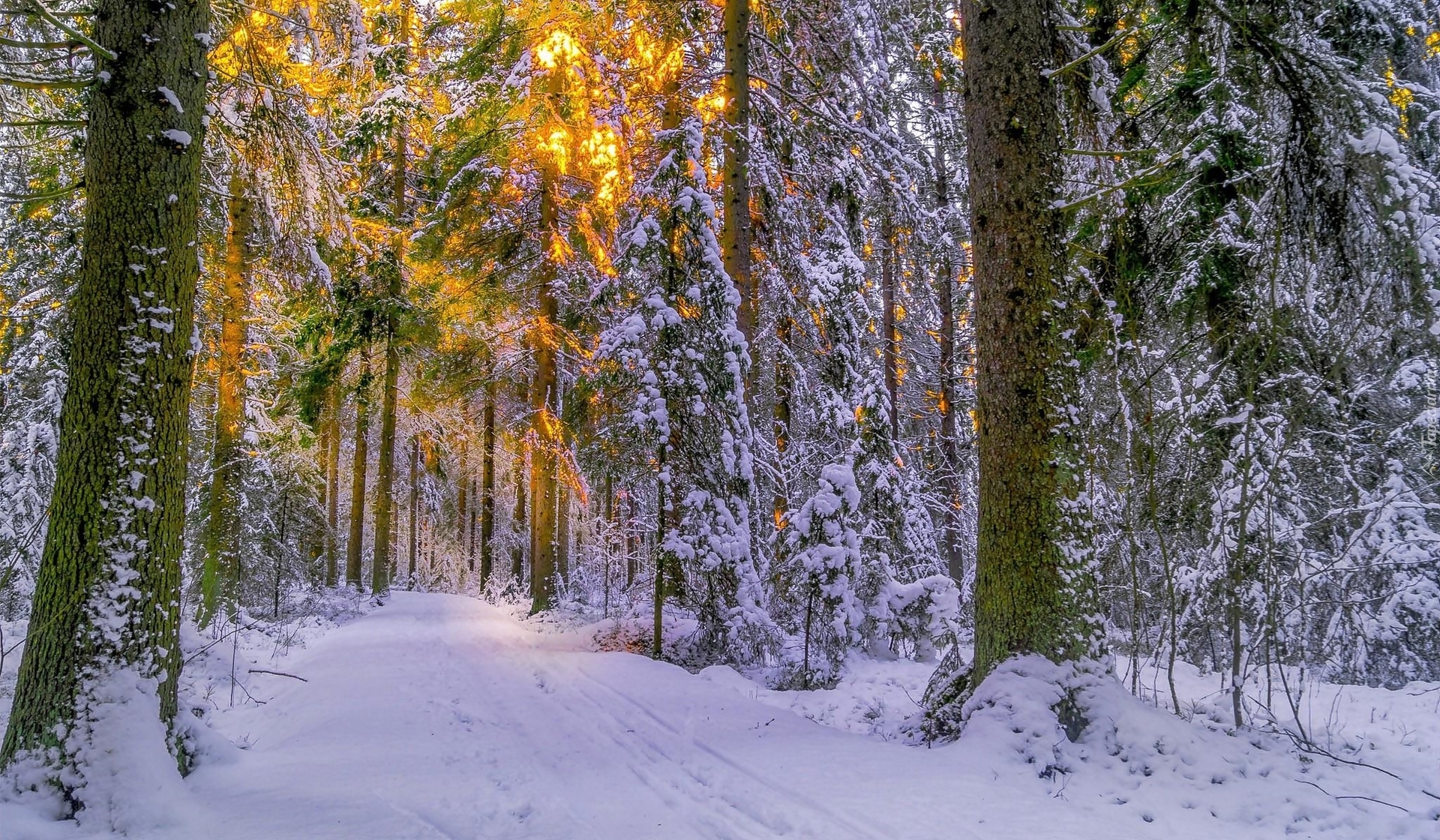 Las, Ośnieżone, Drzewa, Przebijające światło, Zima