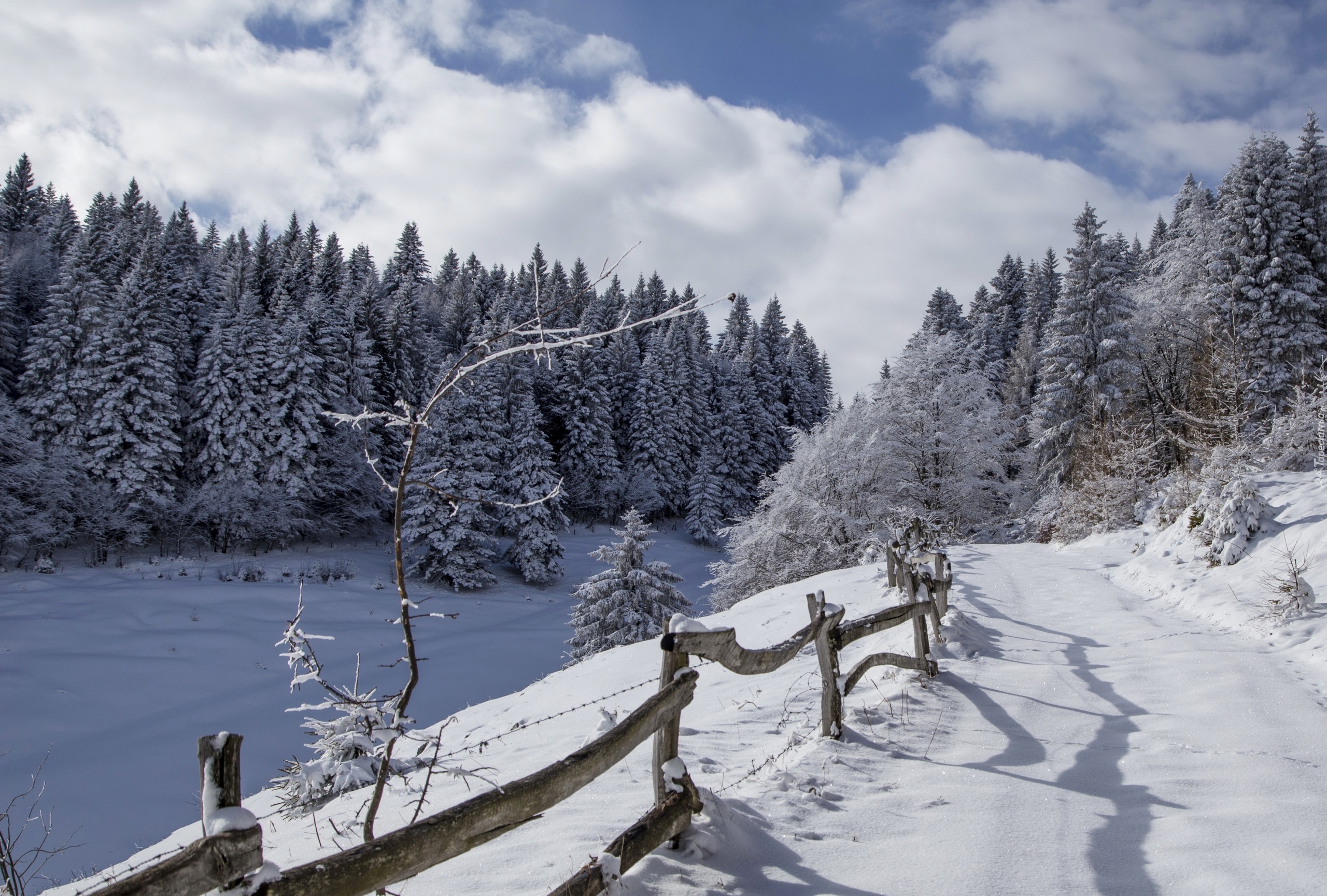 Zima, Drzewa, Ogrodzenie, Śnieg