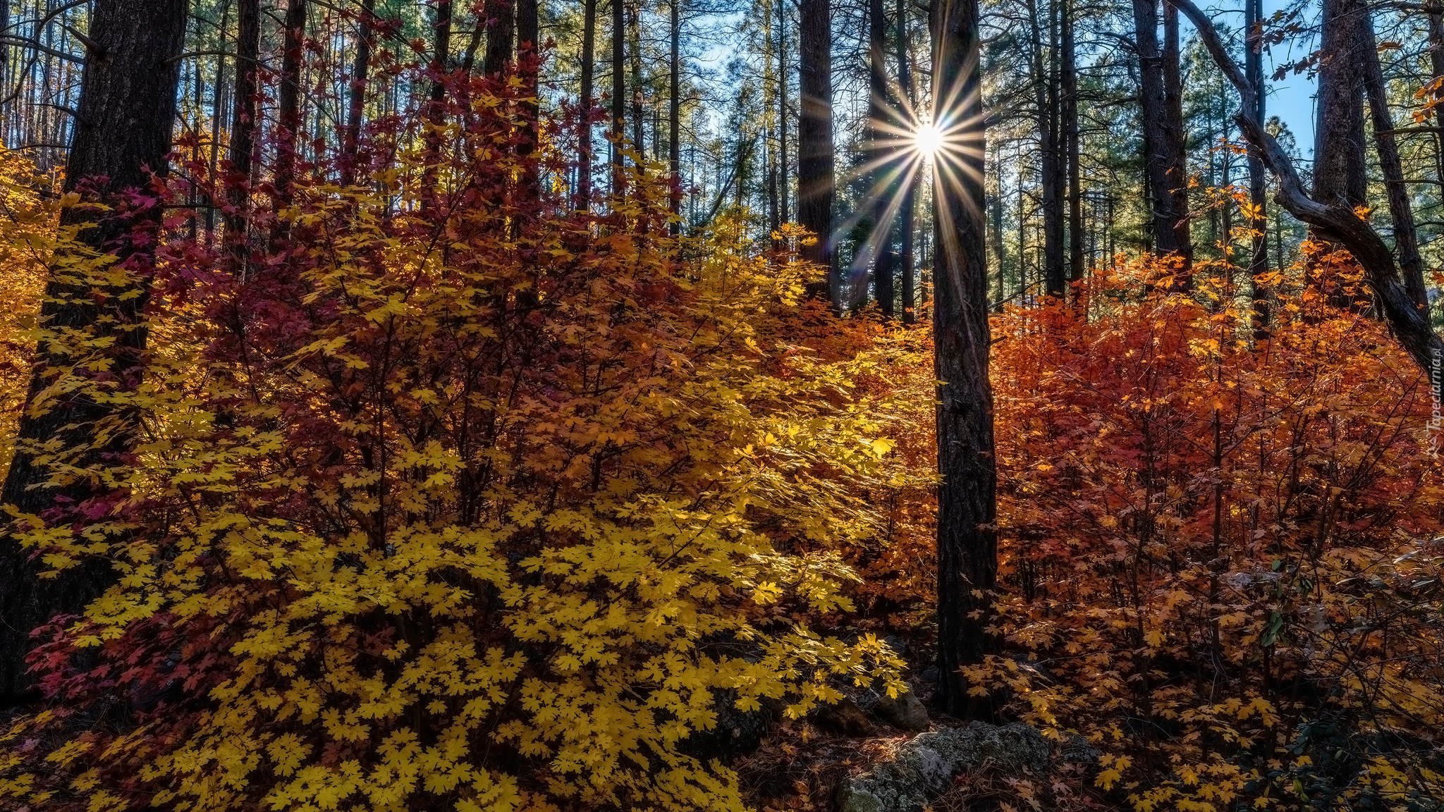 Jesień, Las, Drzewa, Pożółkłe, Liście, Promienie słońca