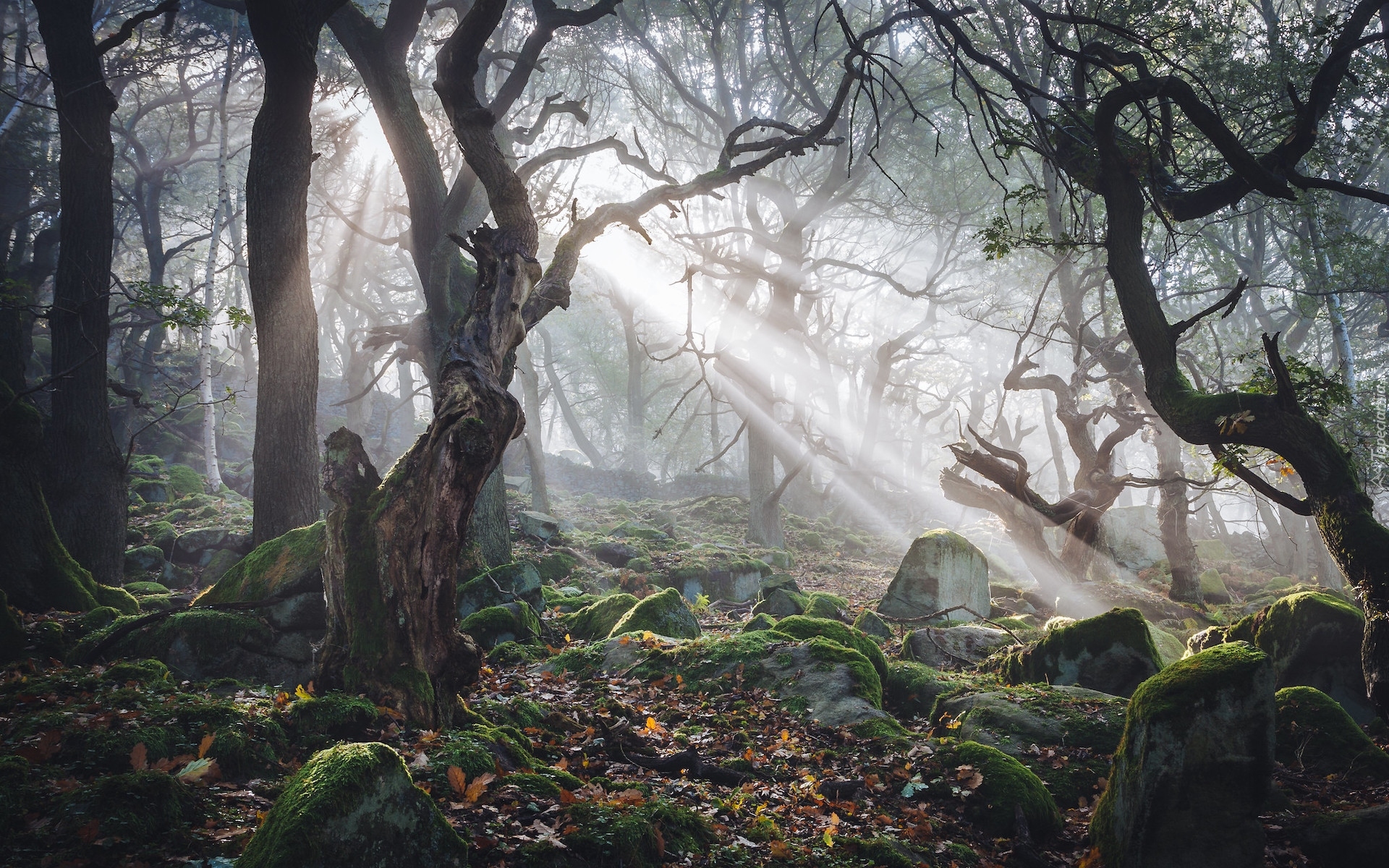 Przebijające światło, Las, Drzewa, Omszałe, Kamienie, Park Narodowy Peak District, Derbyshire, Anglia